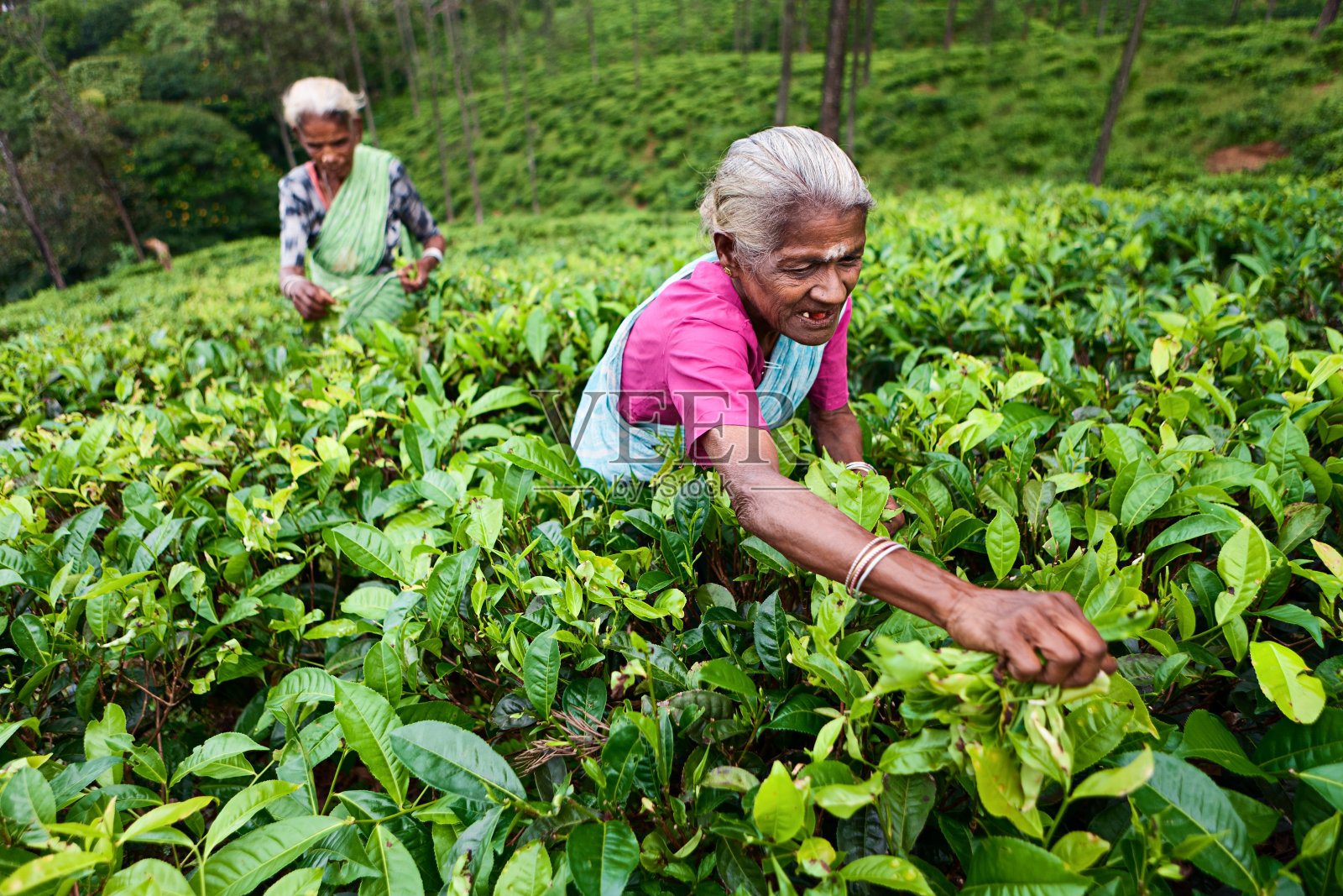 收集茶叶的泰米尔采茶者，斯里兰卡照片摄影图片