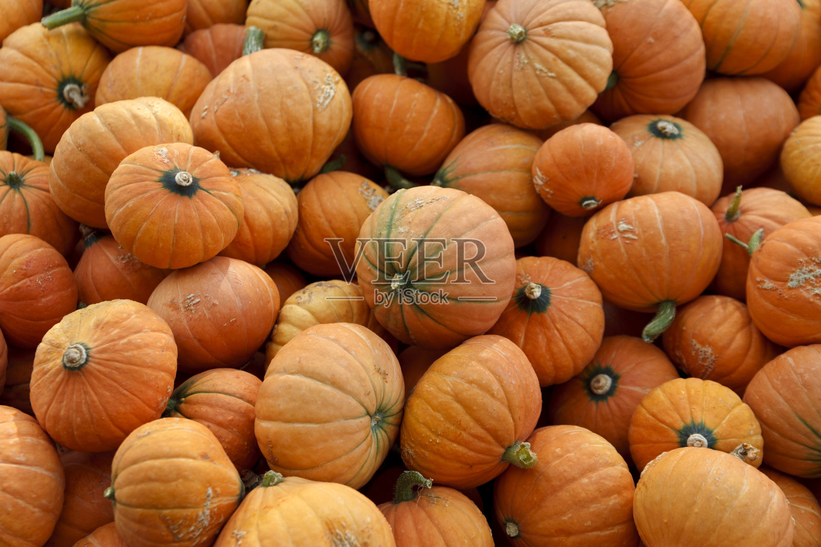 南瓜照片摄影图片