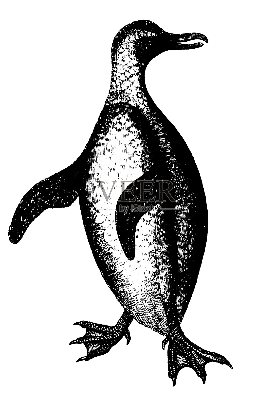 企鹅插图|复古动物剪贴画设计元素图片