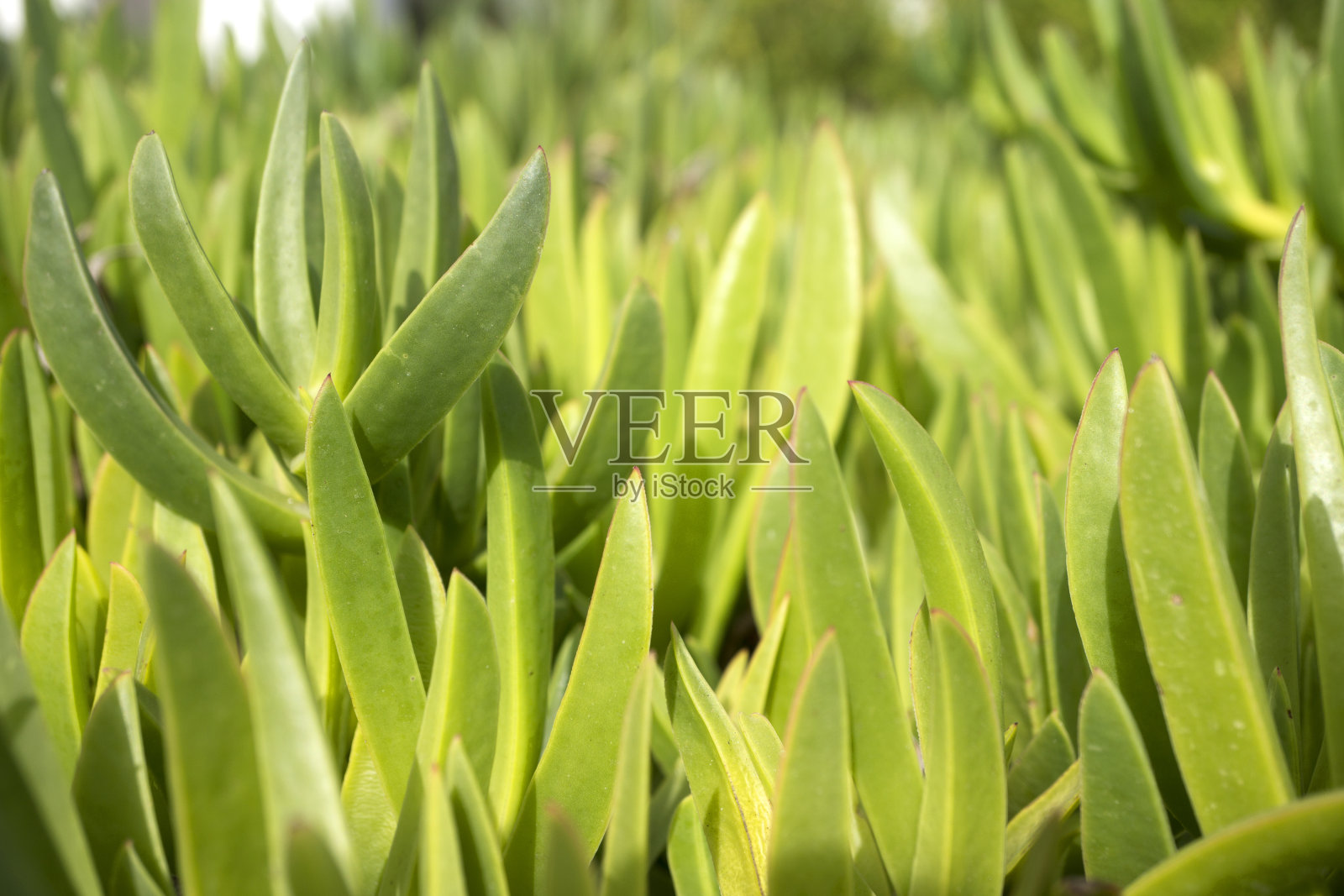 景天在夏天闭合照片摄影图片