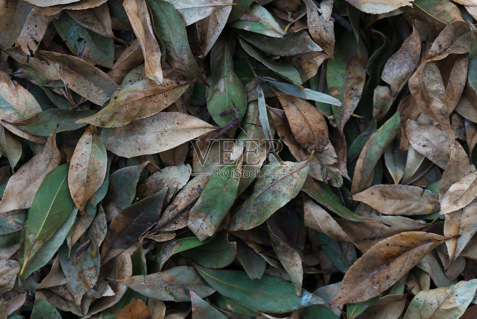 叶子照片摄影图片