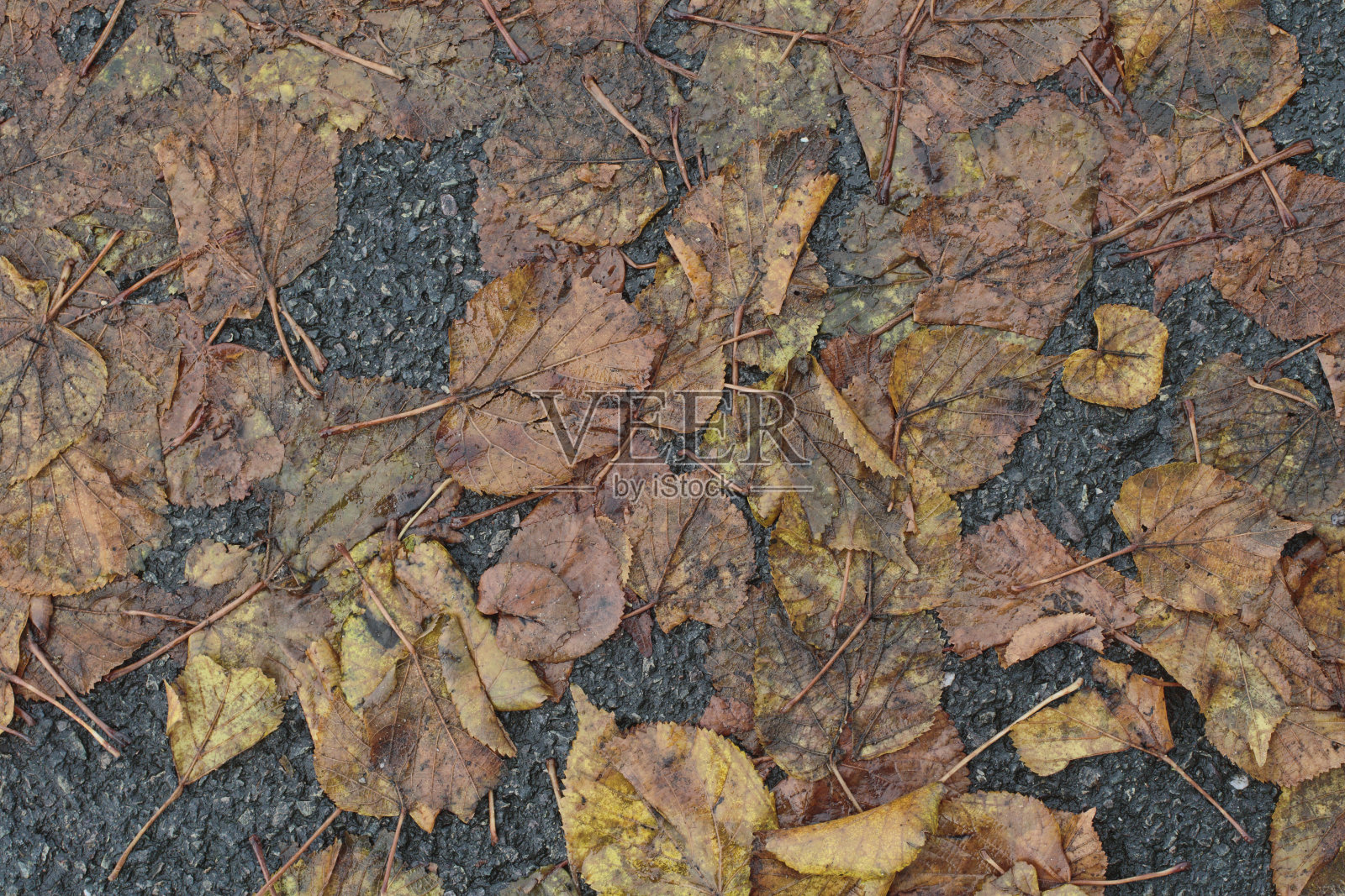 被践踏的石灰叶子在秋天腐烂照片摄影图片