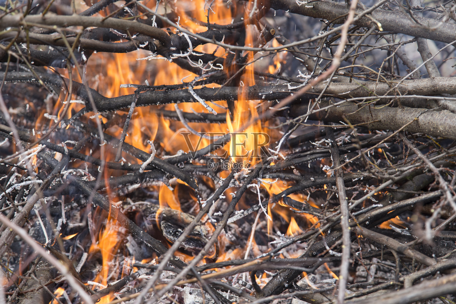 年轻的桦树枝在火中照片摄影图片