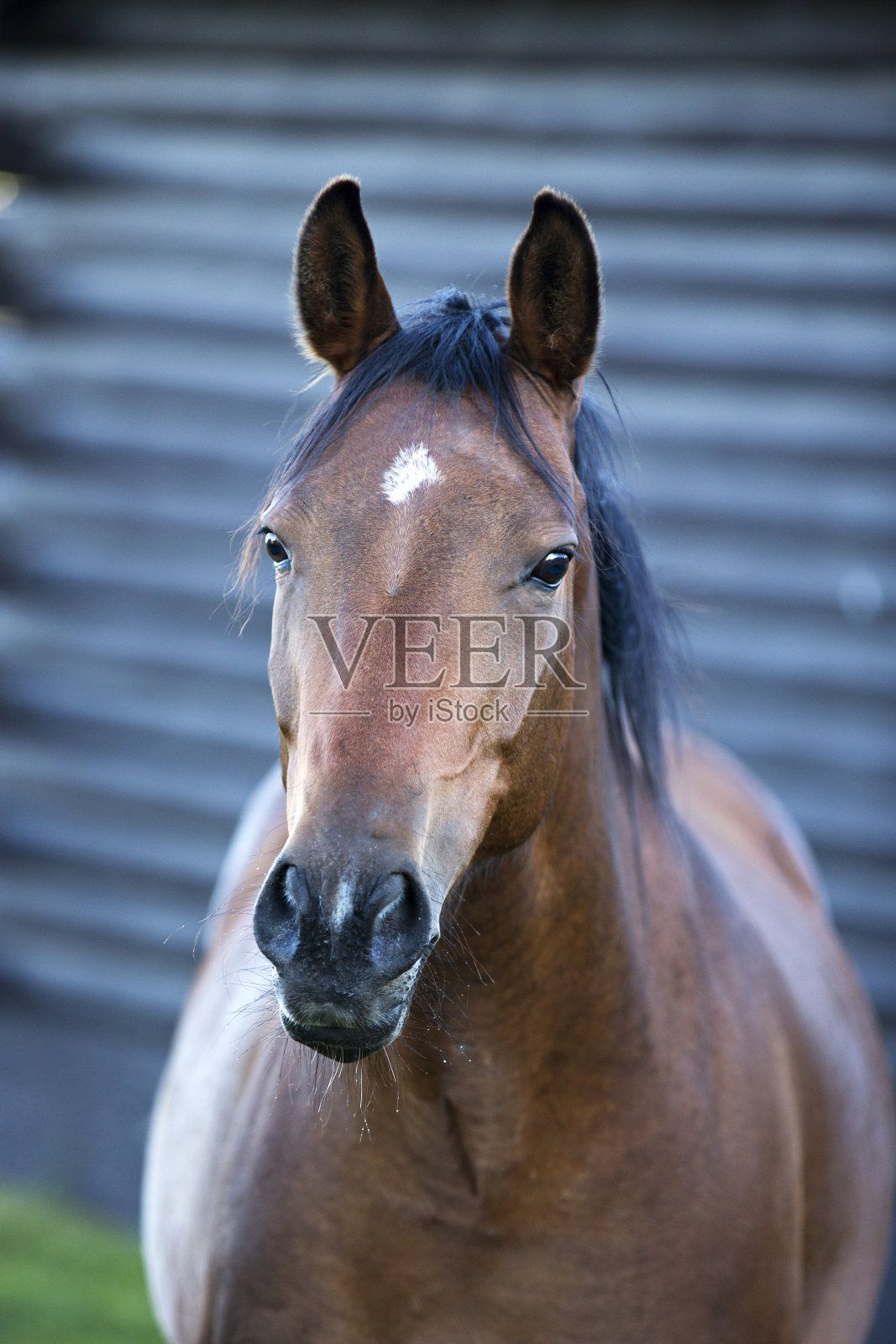 海湾夸特马在晨光中的肖像照片摄影图片