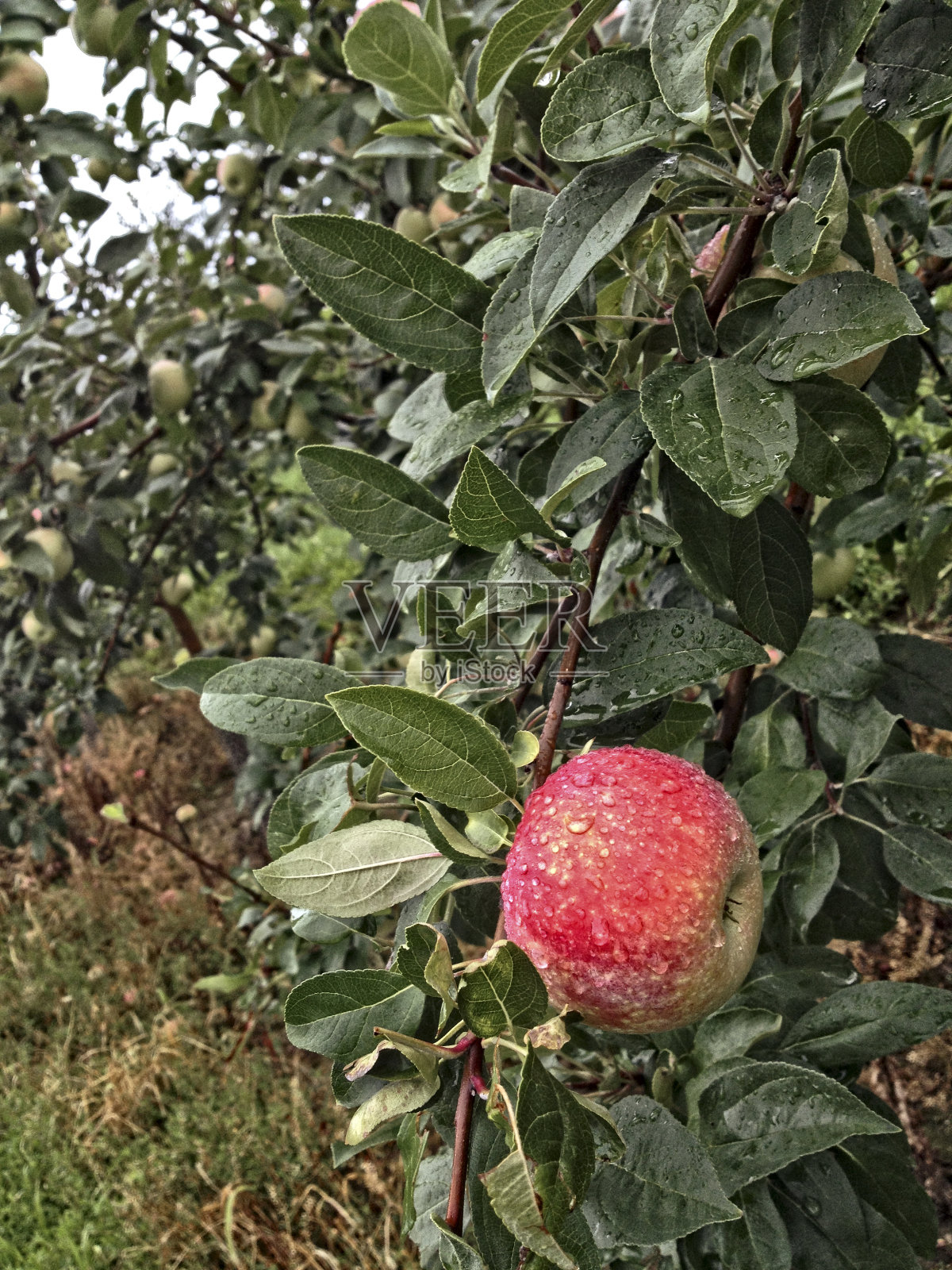 苹果树照片摄影图片