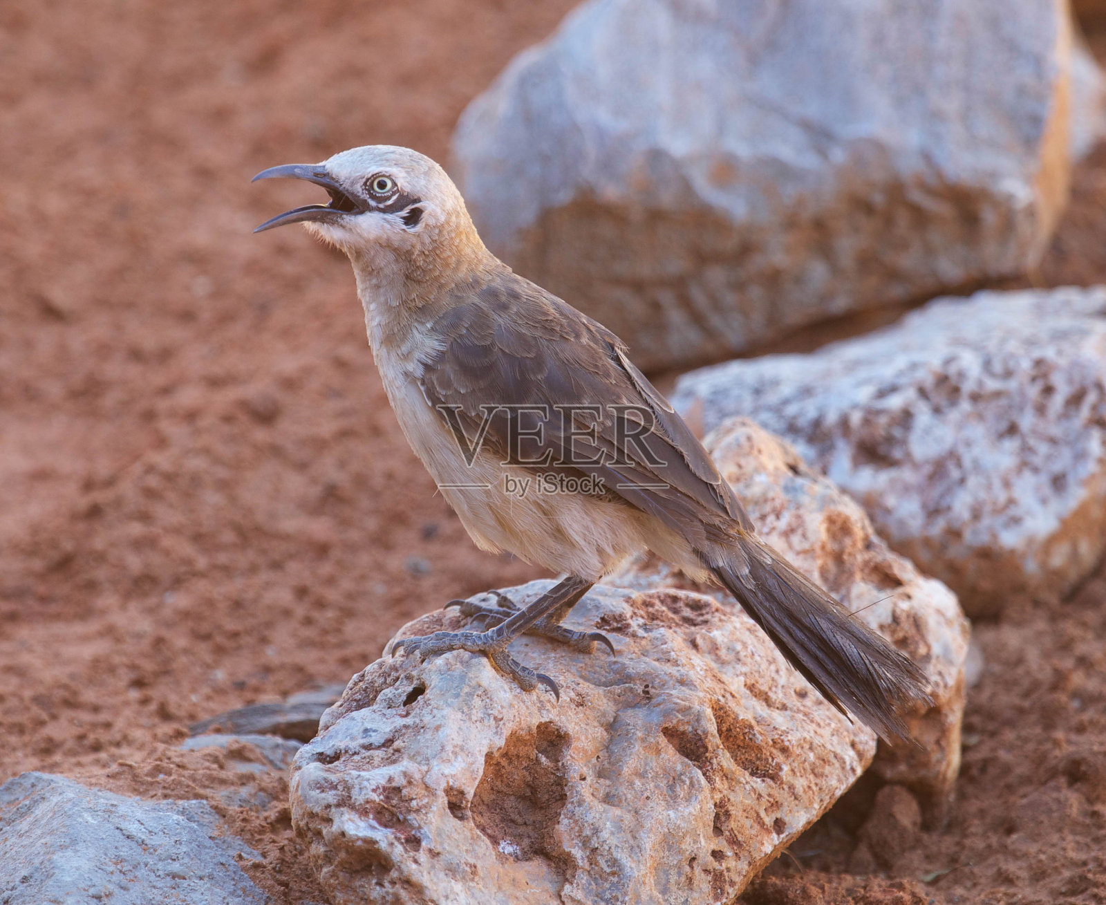 Barecheeked胡说之人照片摄影图片
