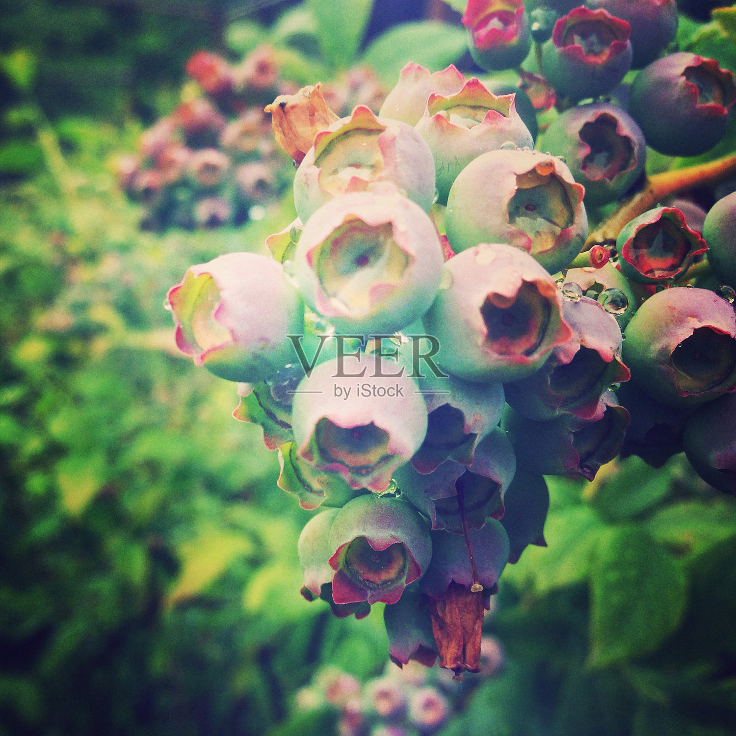 蓝莓照片摄影图片