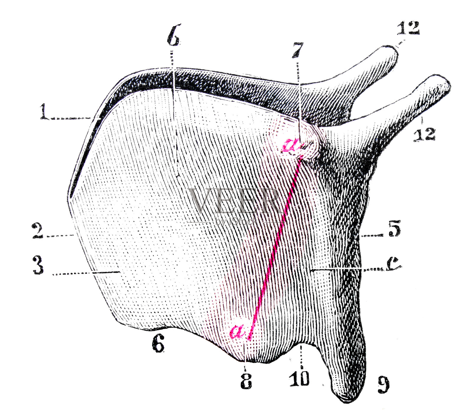 古董医学科学插图高分辨率:甲状腺插画图片素材