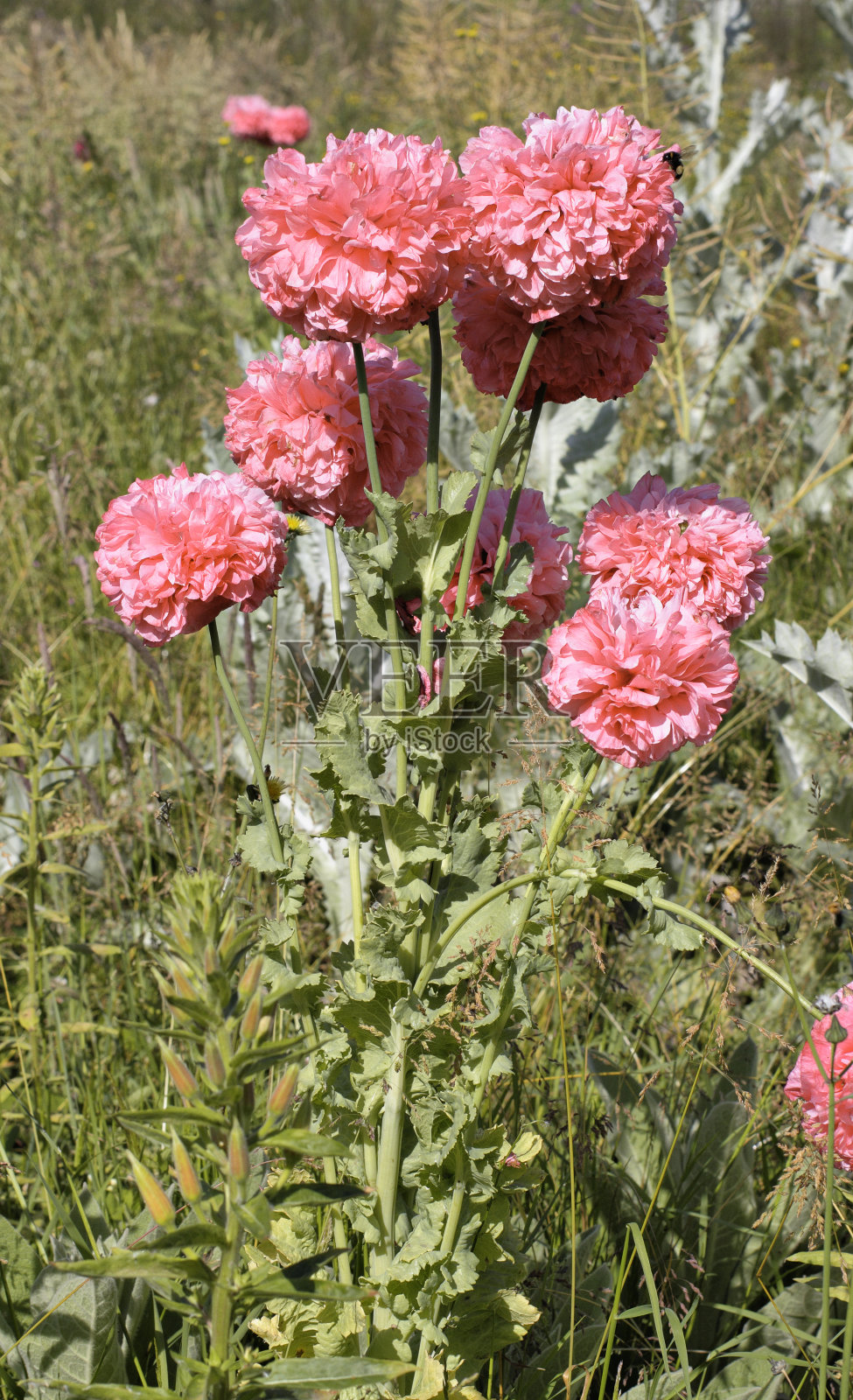 鲜艳的粉红色罂粟园品种野生生长照片摄影图片