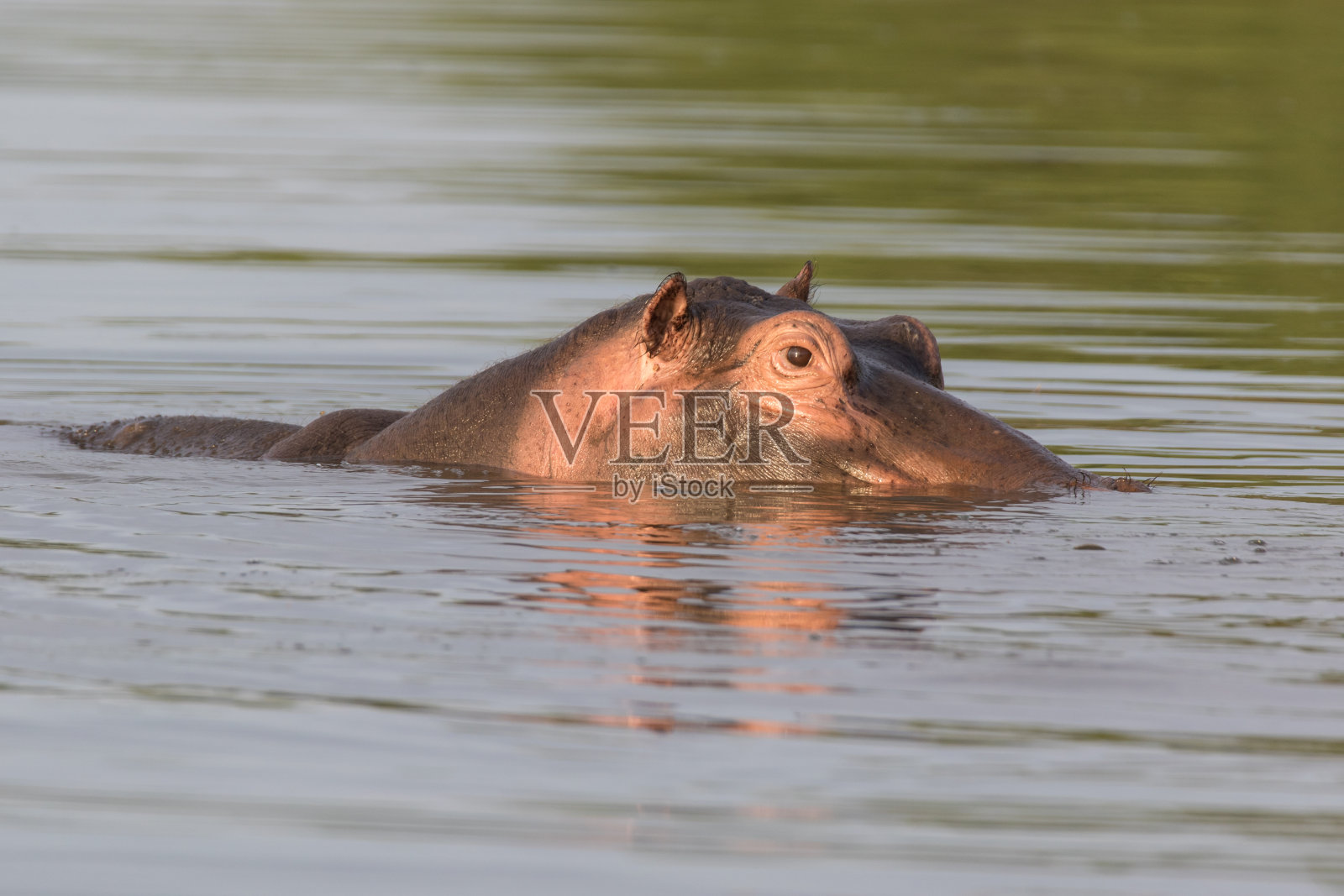 河马照片摄影图片