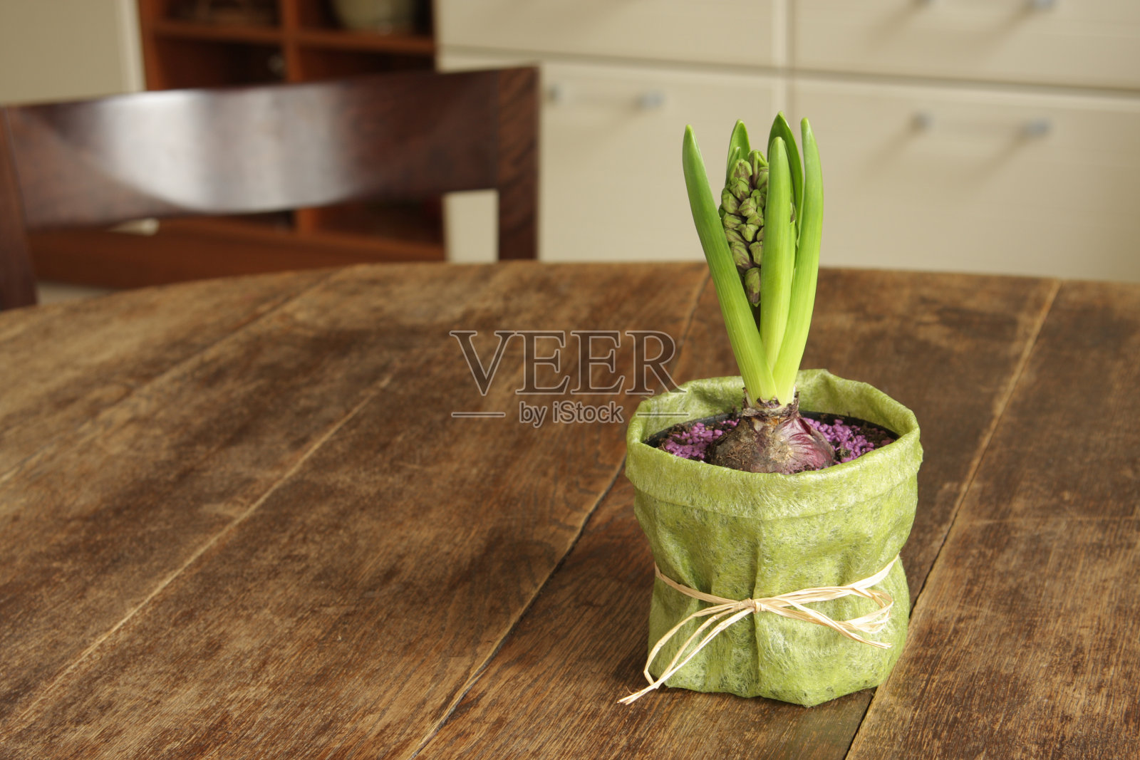 春天来到了你家照片摄影图片