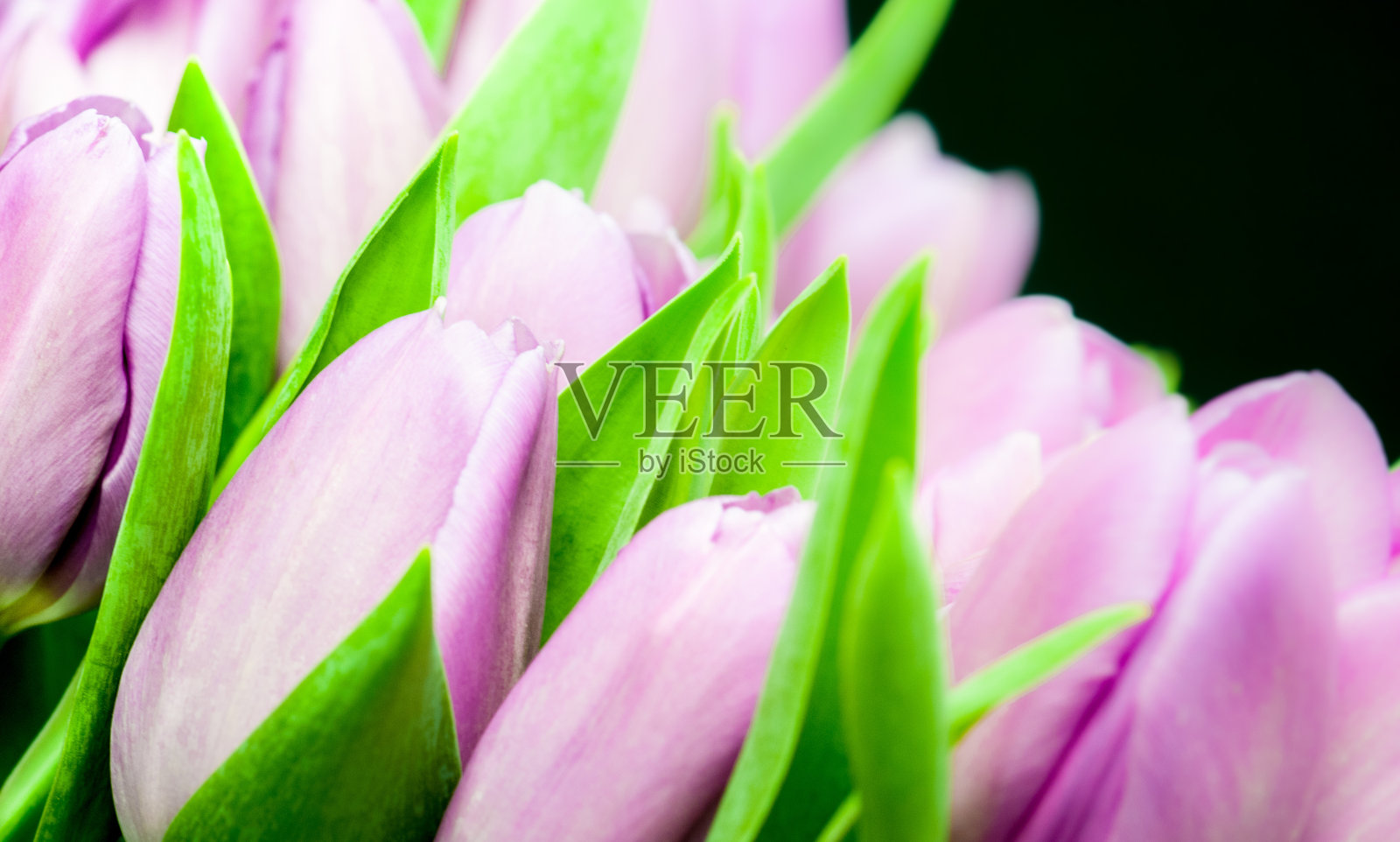 一束粉红色的郁金香花-股票形象照片摄影图片