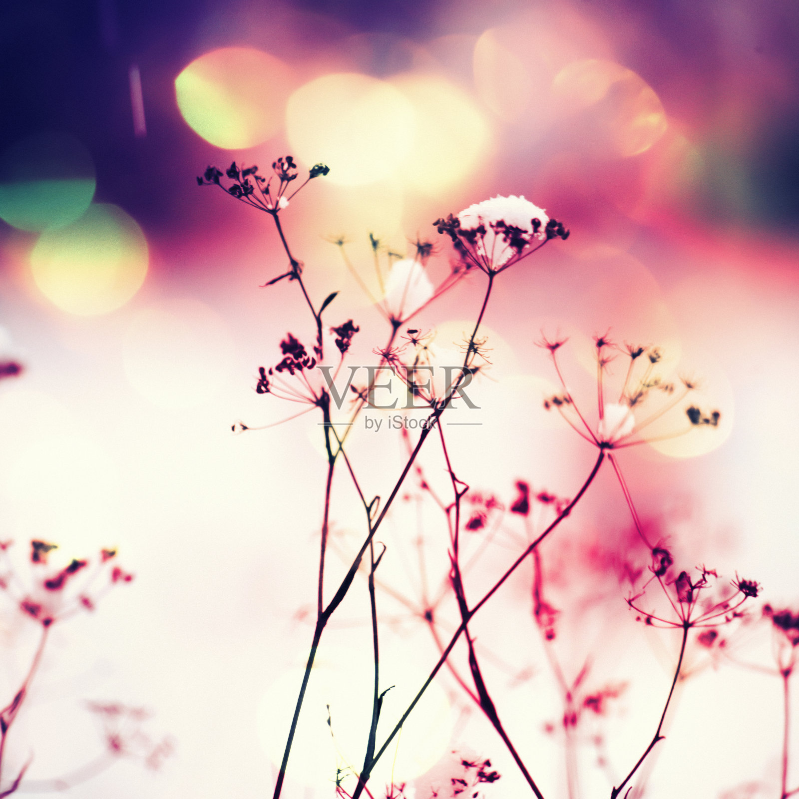 野花照片摄影图片