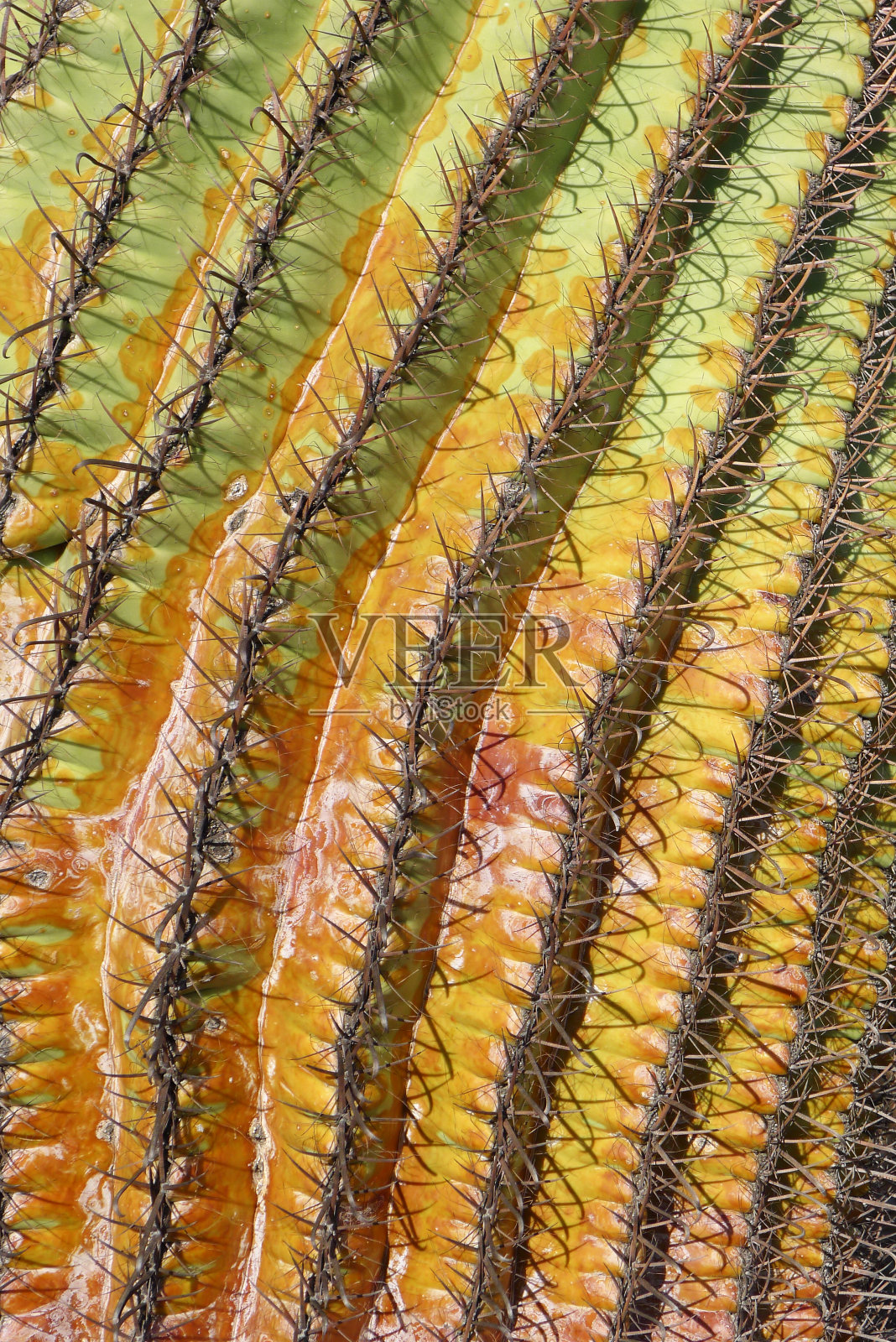 仙人掌的细节照片摄影图片