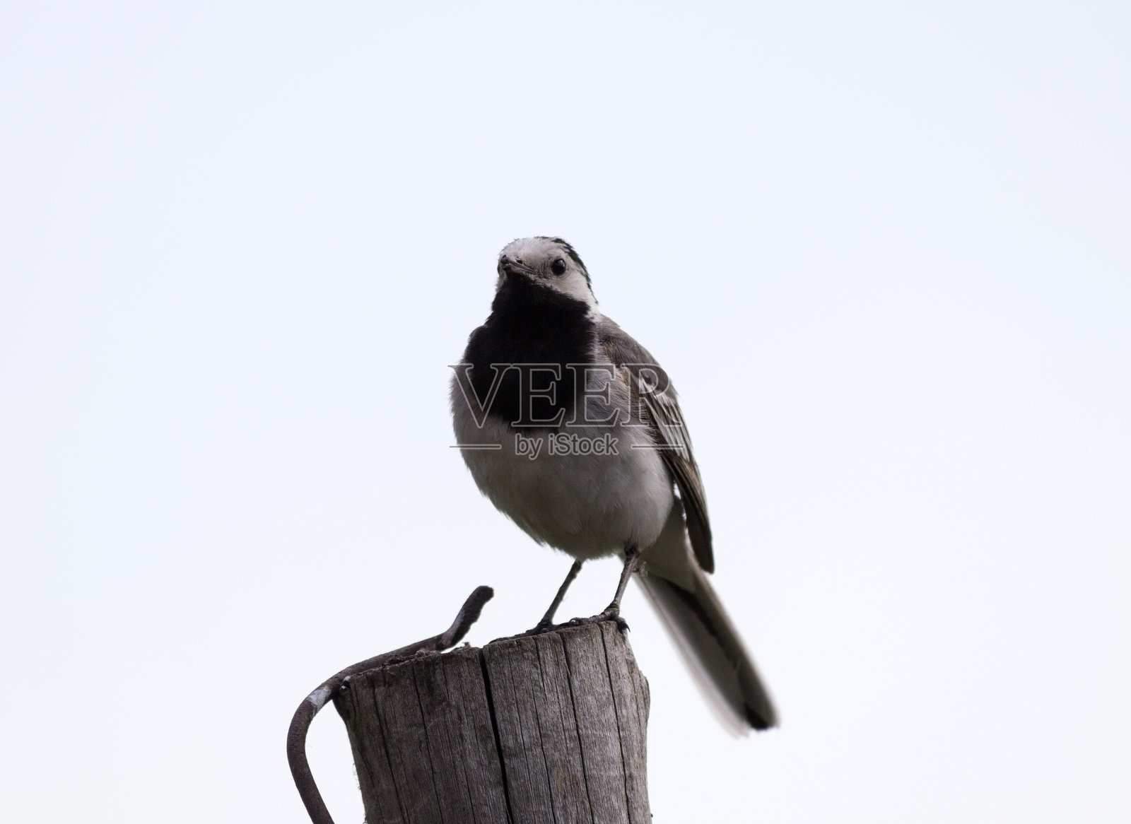 鹡鸰照片摄影图片