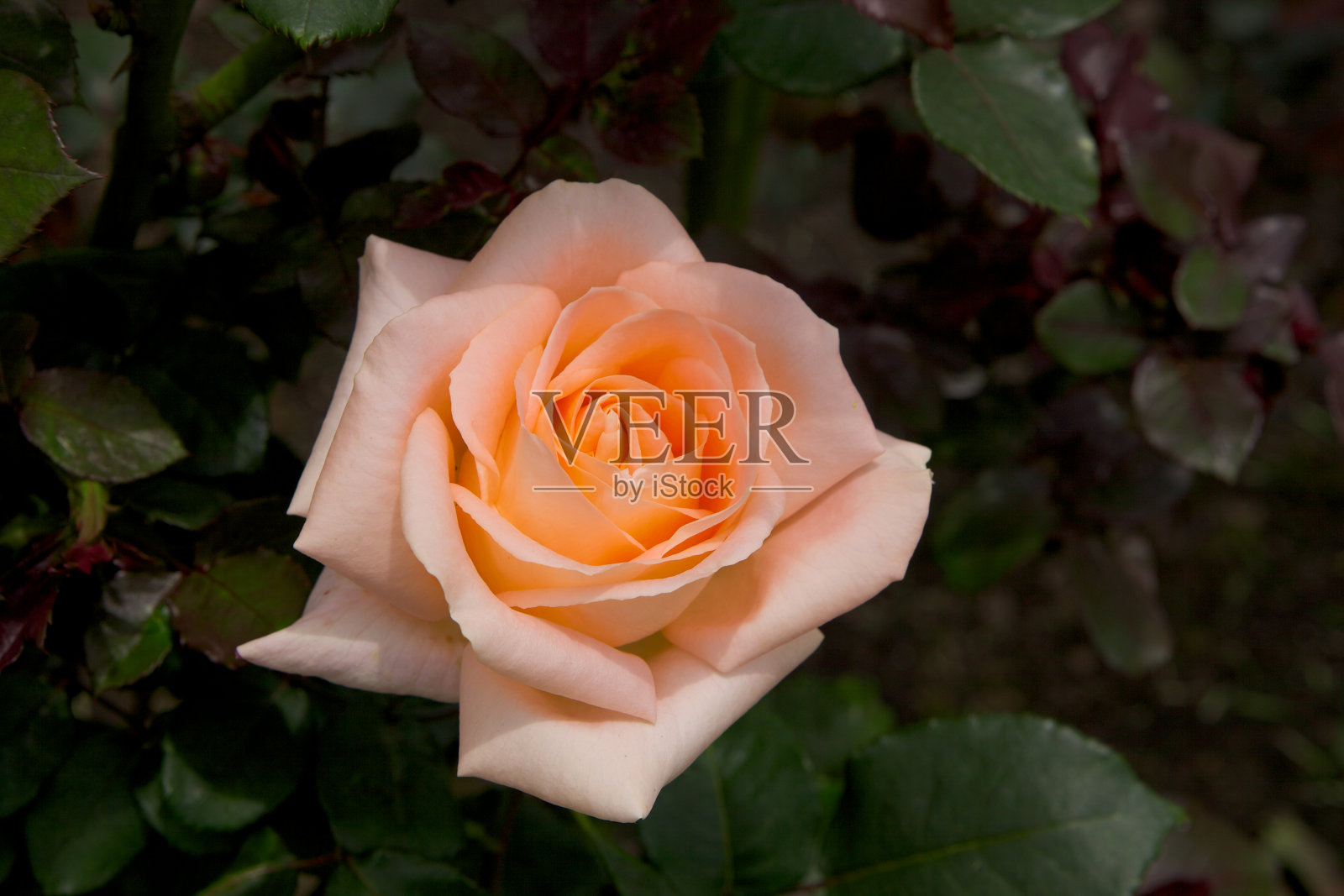 淡粉色玫瑰在花园里盛开的特写照片摄影图片