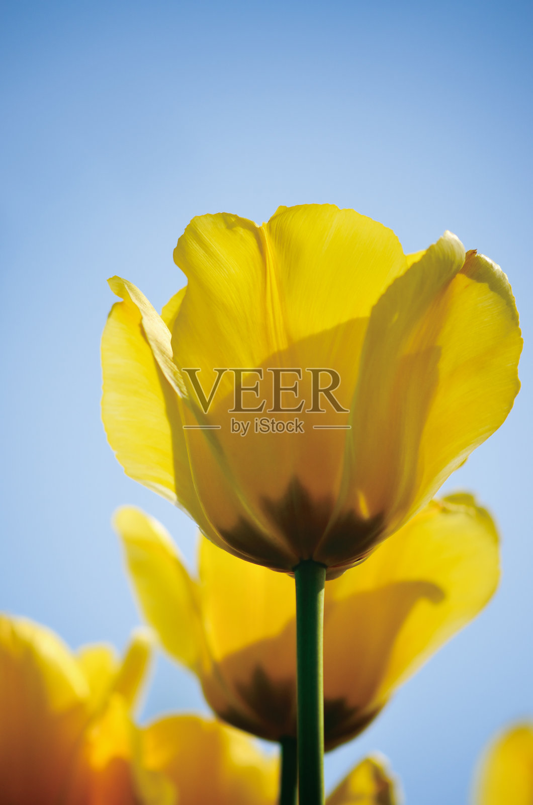 黄色郁金香照片摄影图片