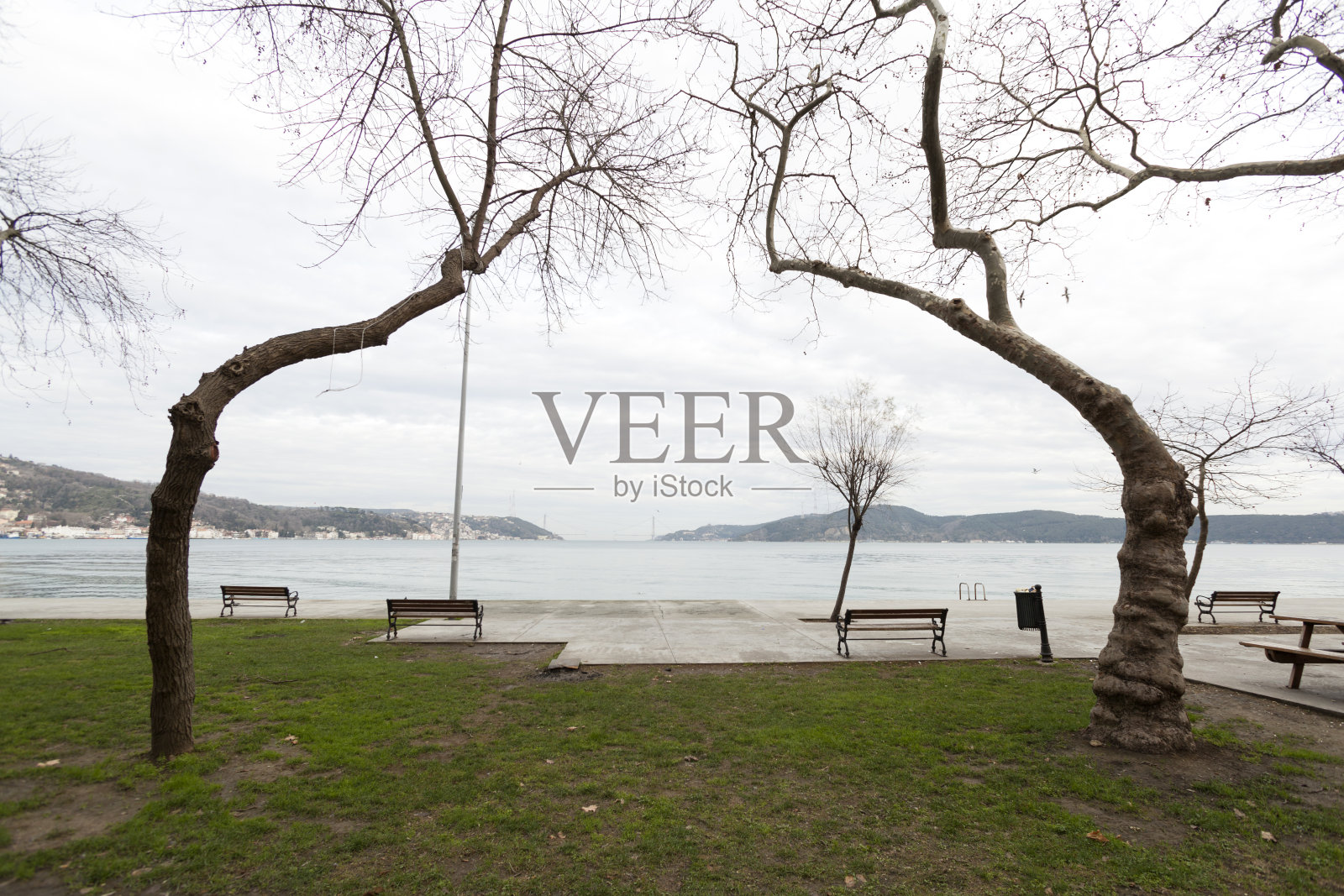 两棵树之间的海景照片摄影图片