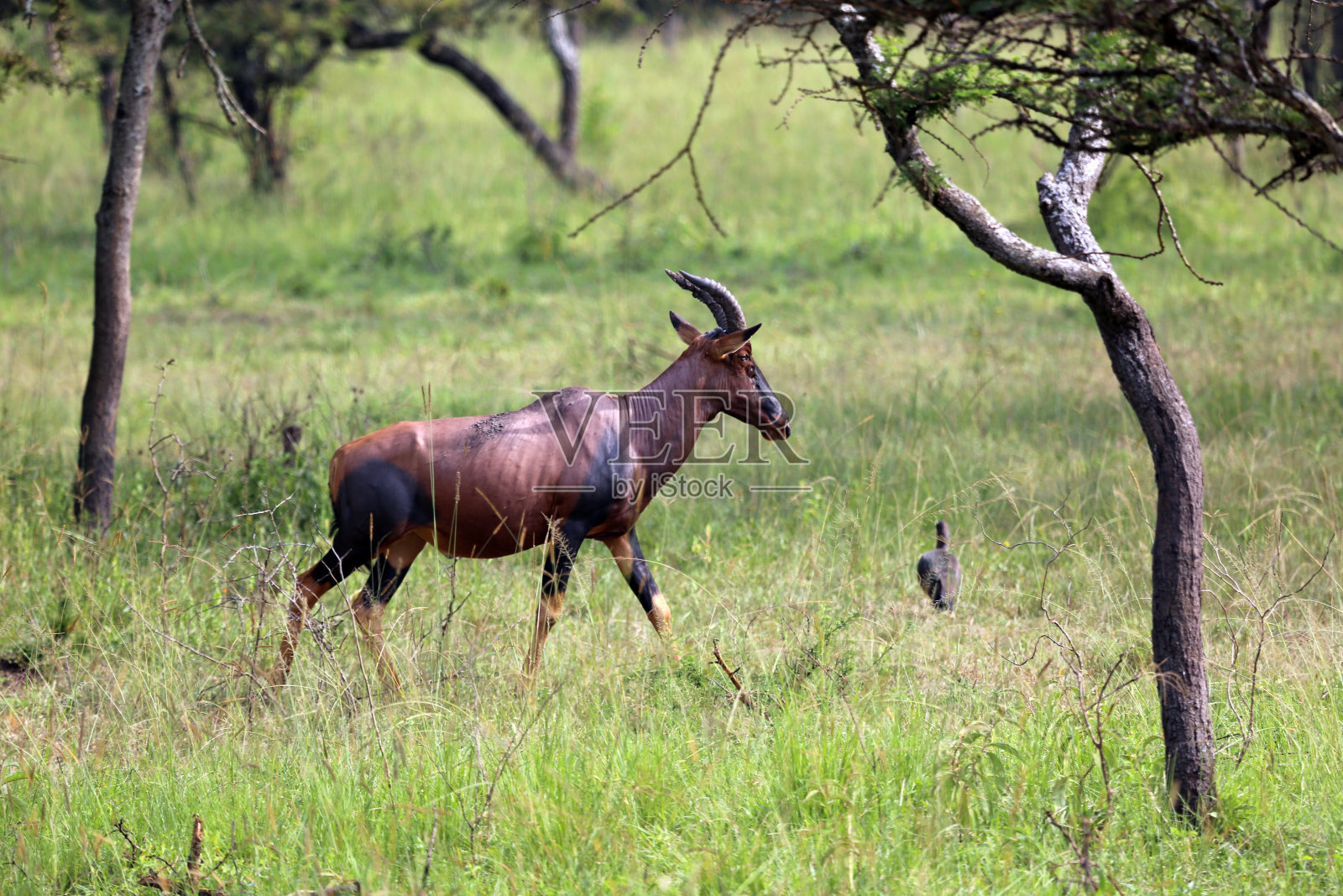 乌干达:托皮在姆布洛湖散步照片摄影图片