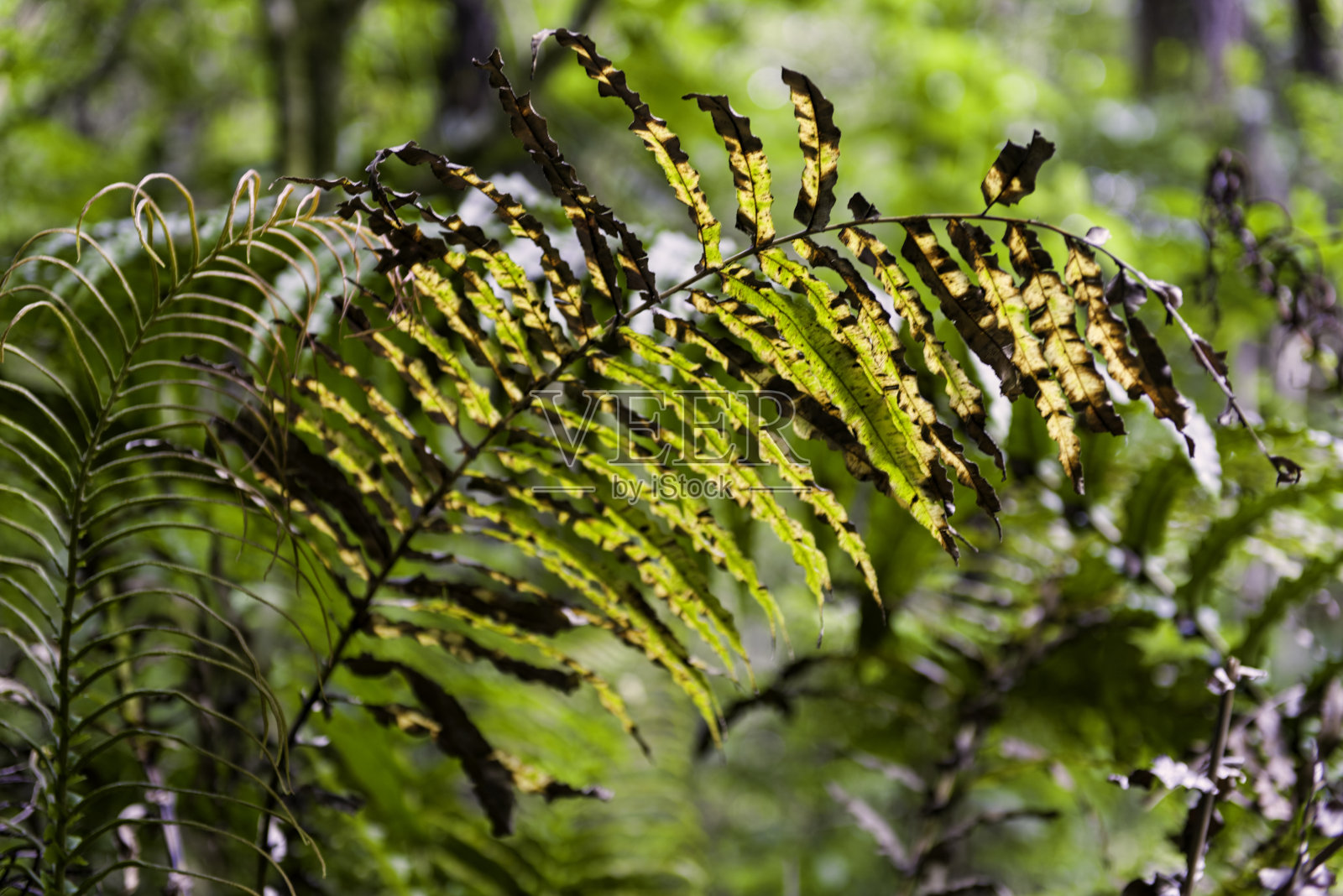 新西兰蕨类植物照片摄影图片