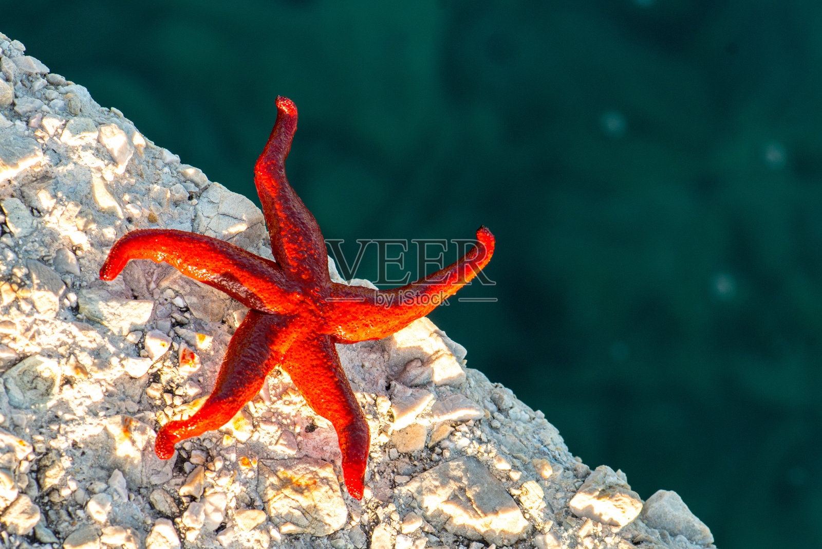 救我!海星干战求生照片摄影图片