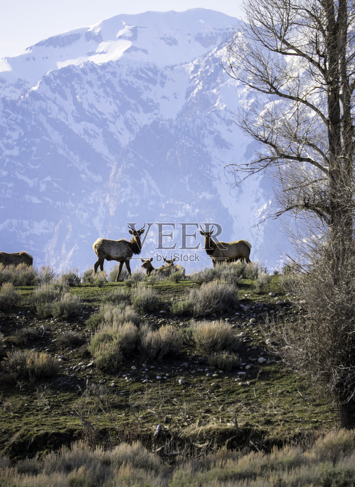 大提顿的麋鹿照片摄影图片