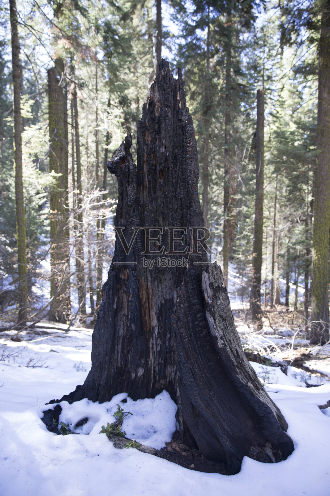 红杉国家公园烧毁的红杉森林树照片摄影图片