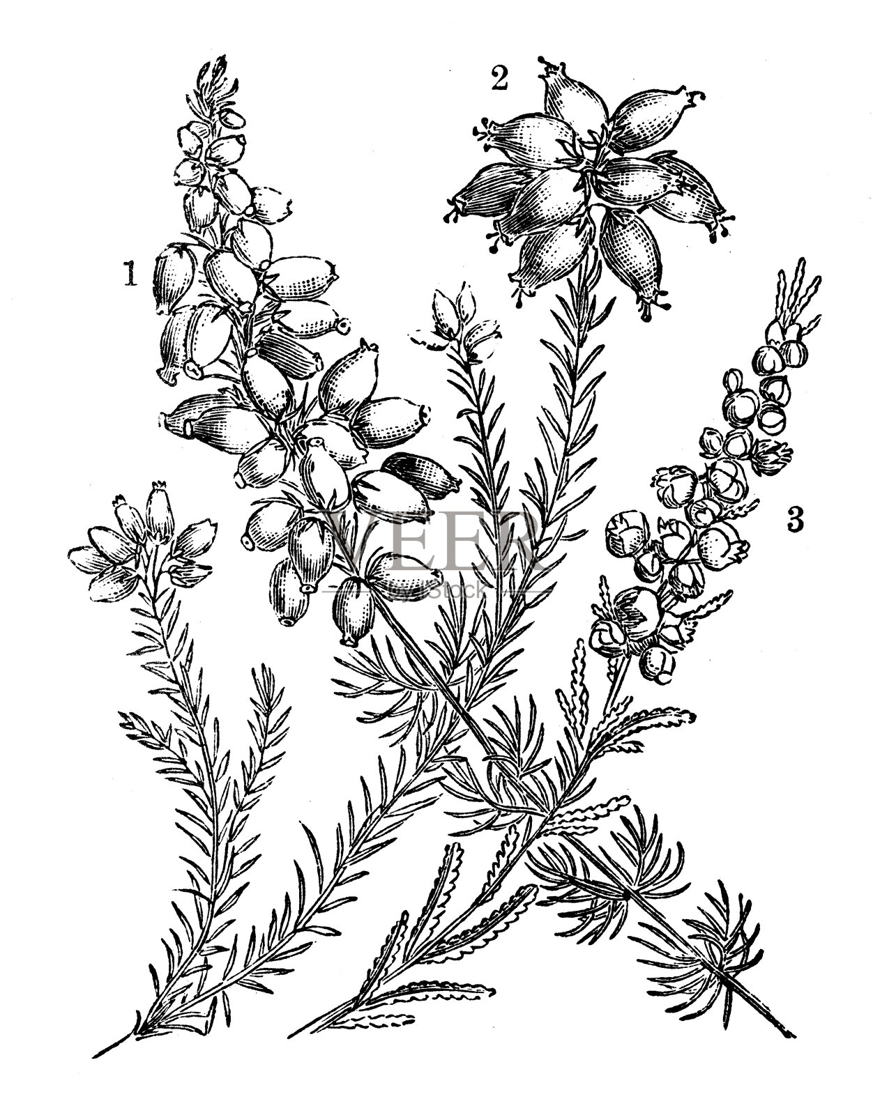 埃丽卡的古董插图设计元素图片