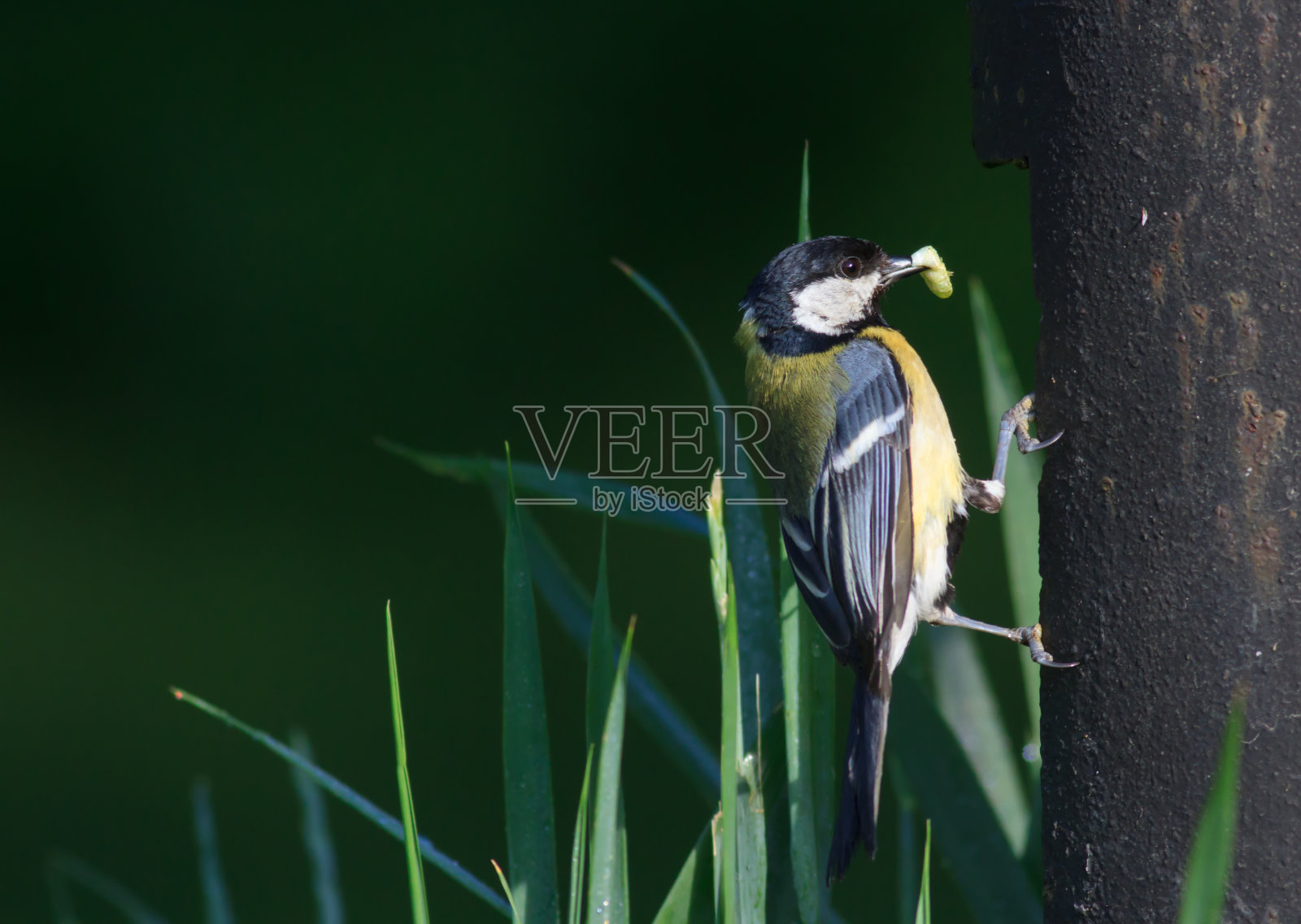 大山雀带虫照片摄影图片