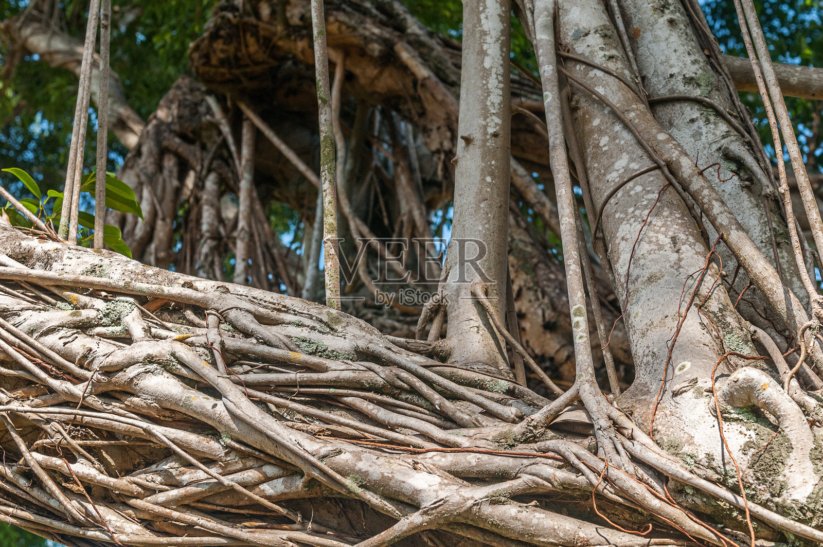 魔法森林照片摄影图片