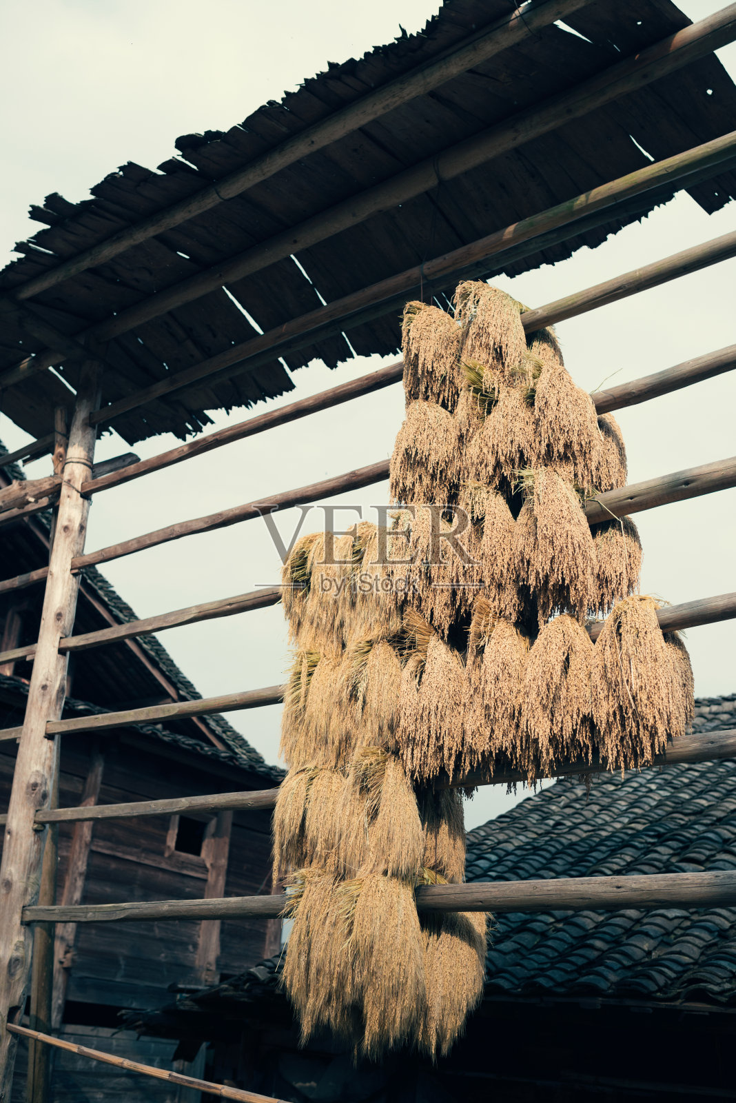 大米照片摄影图片