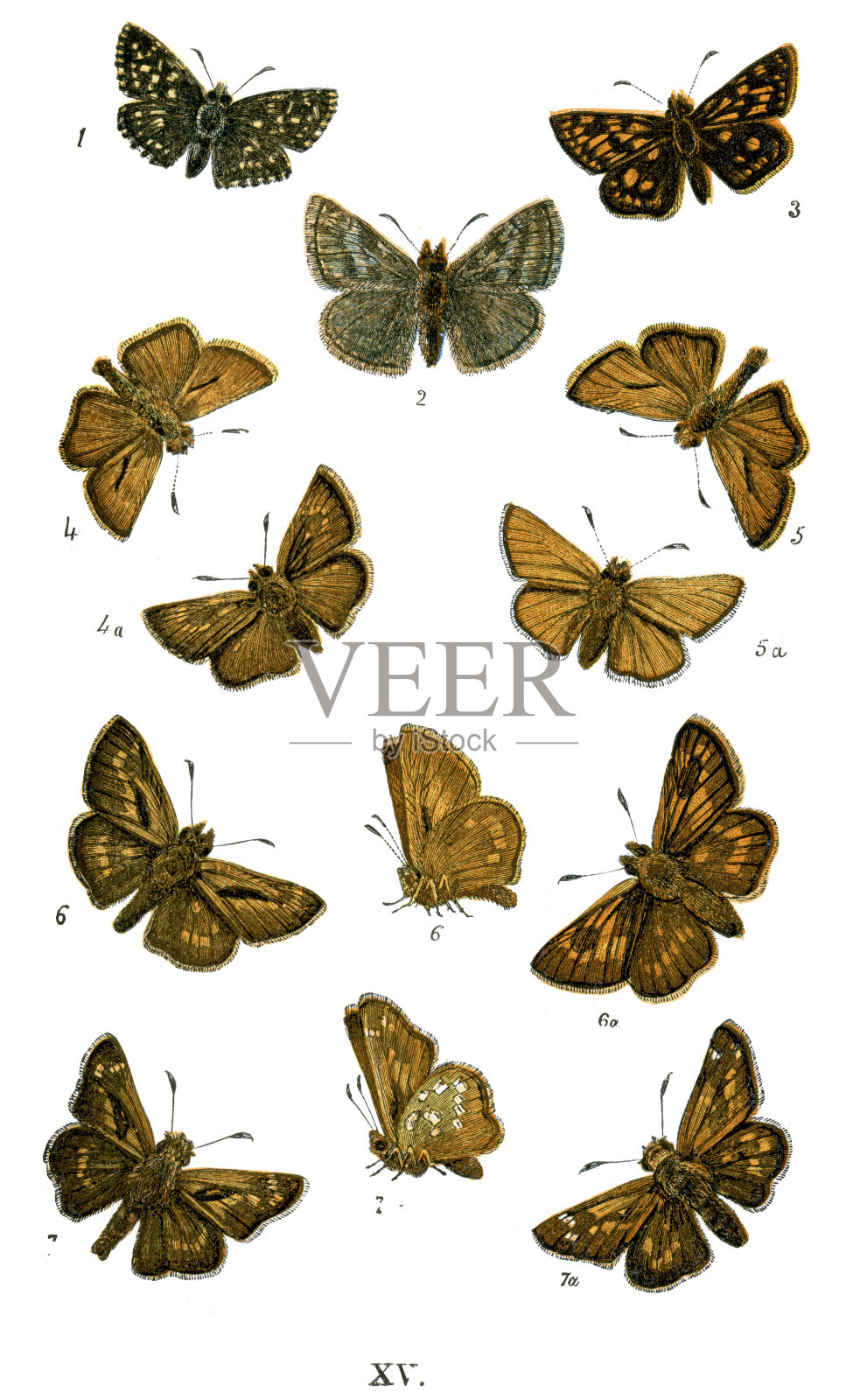 蝴蝶插画图片素材