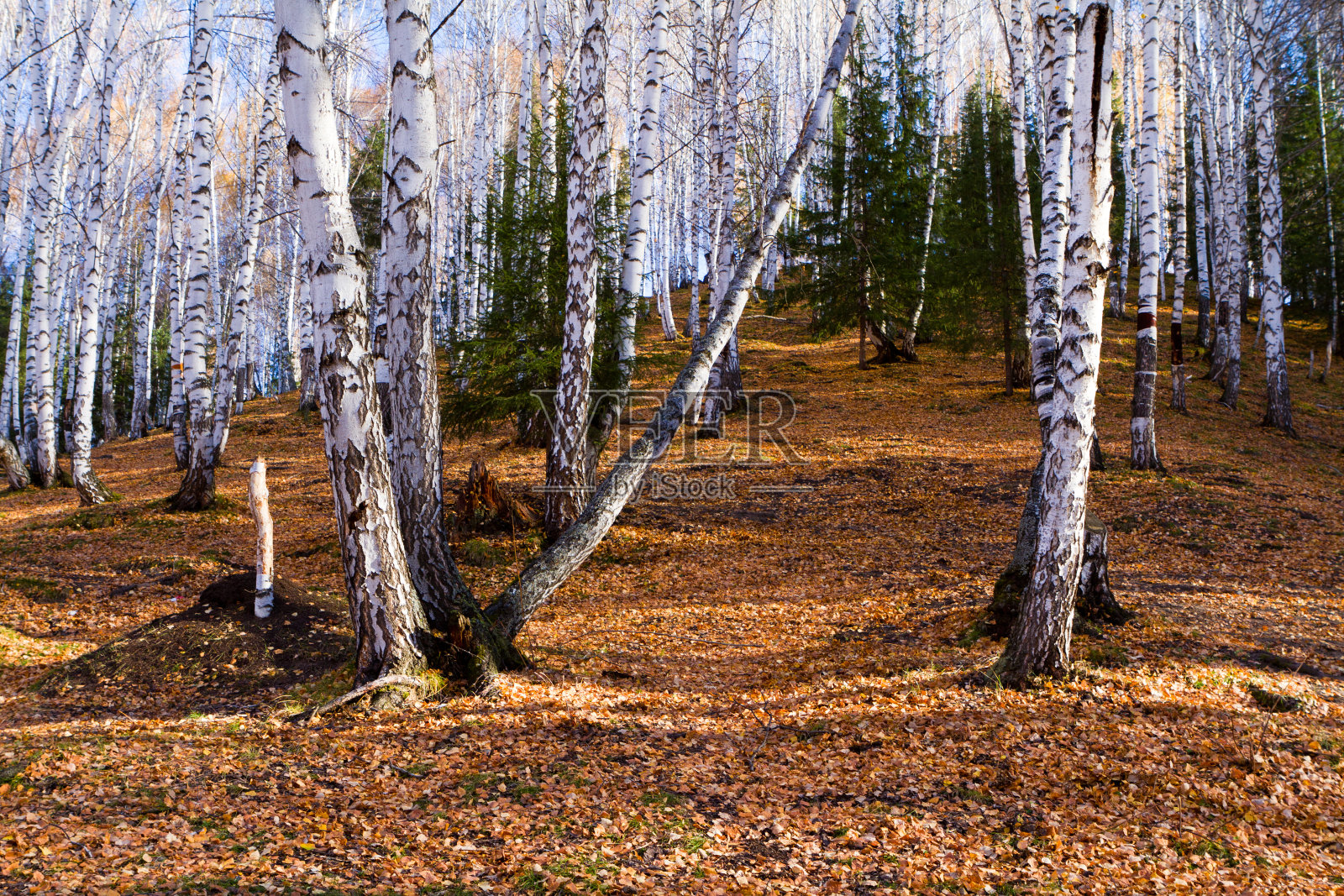 怀特birchs照片摄影图片