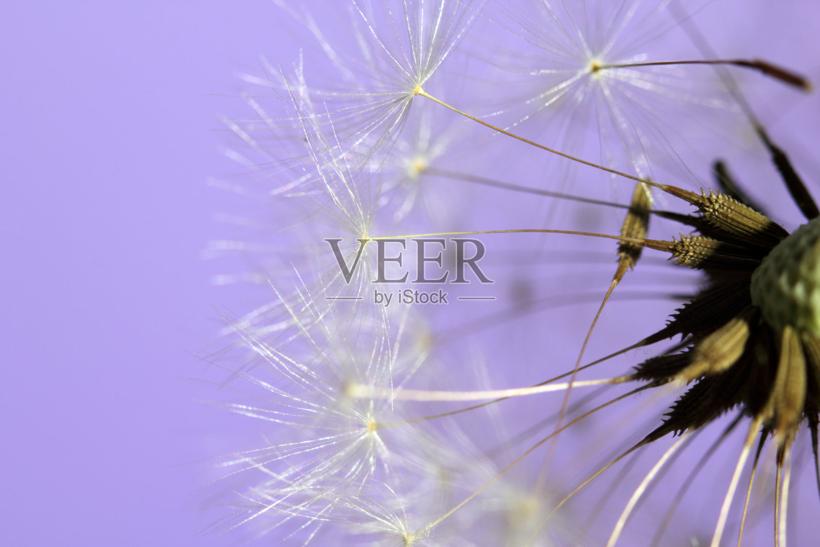 紫色背景上的蒲公英。宏。照片摄影图片