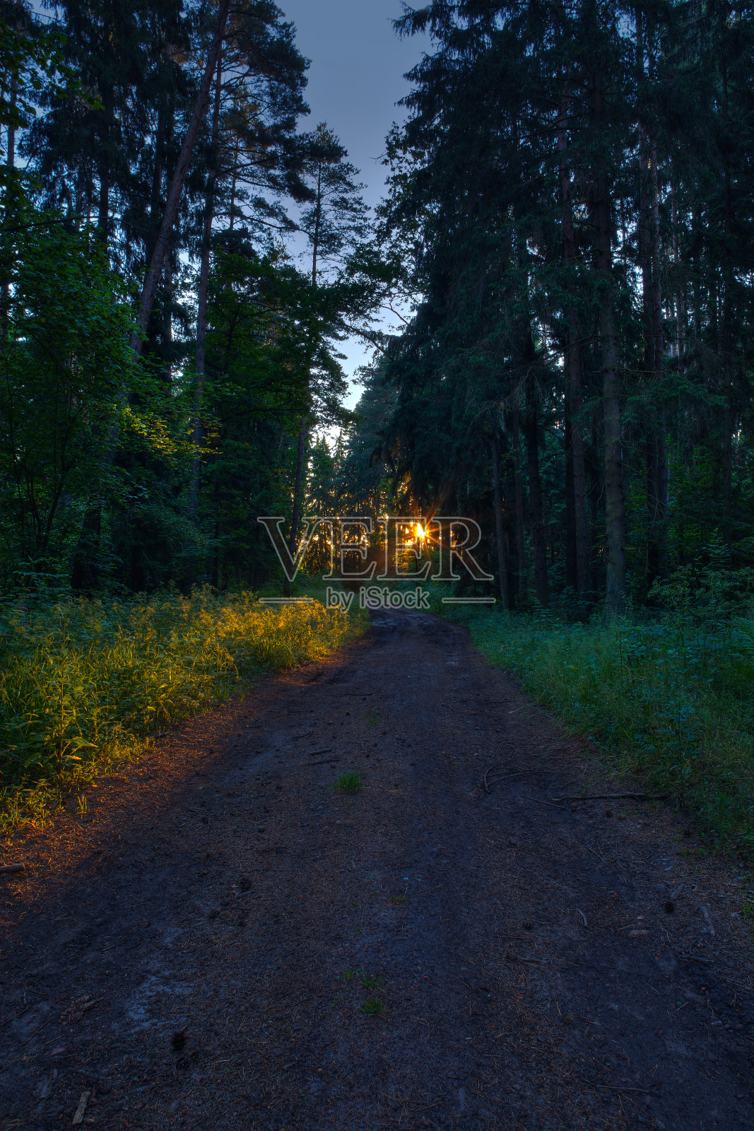 森林的日出照片摄影图片