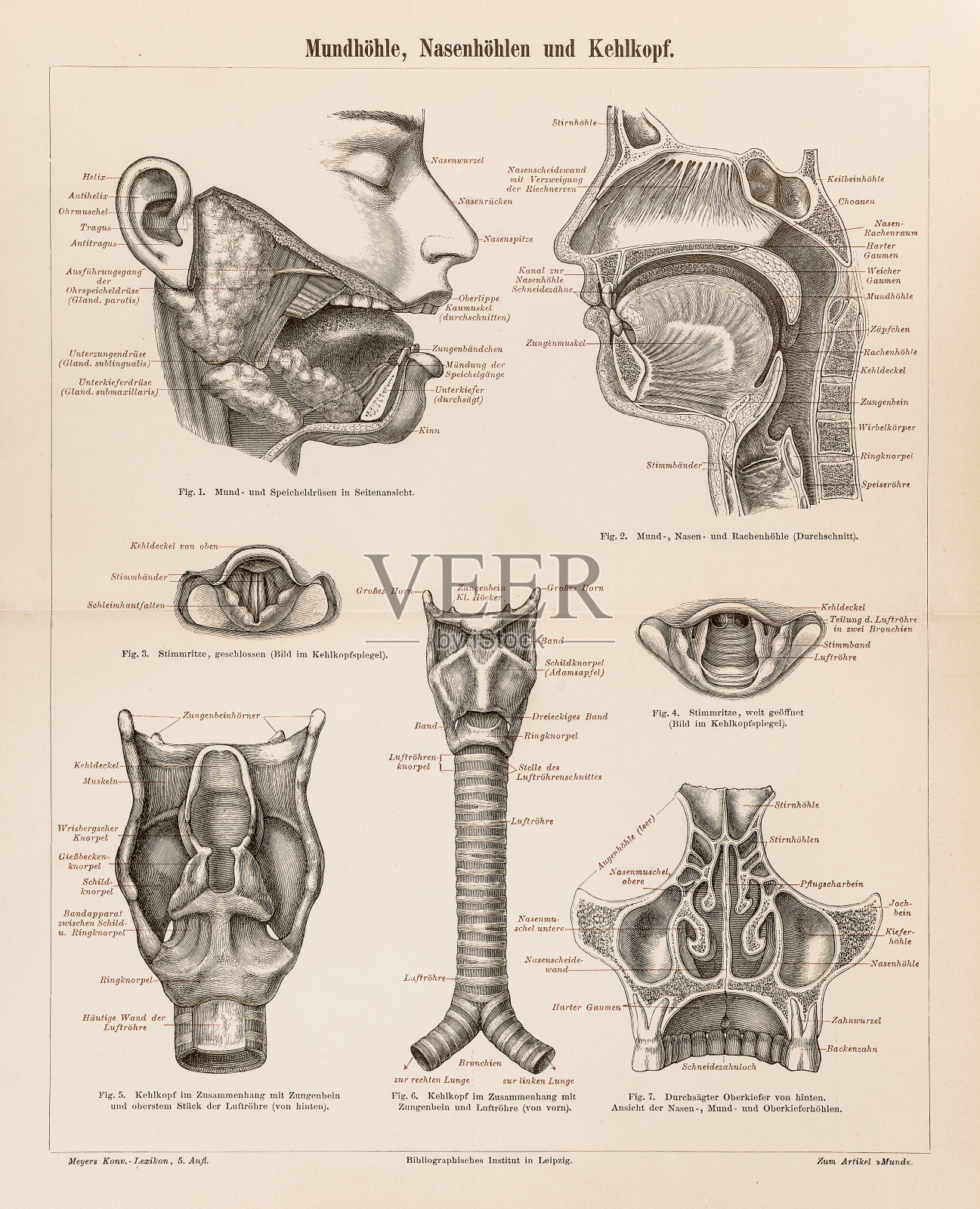 人体解剖学口耳鼻1896插画图片素材