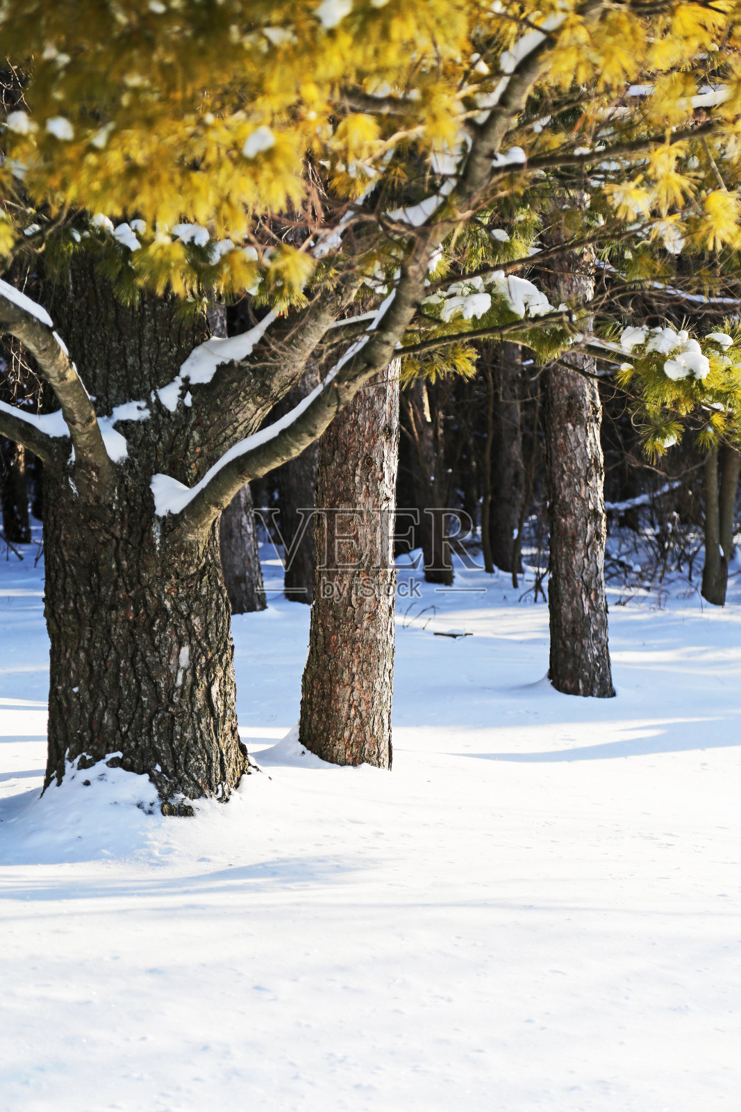 雪中的松树照片摄影图片