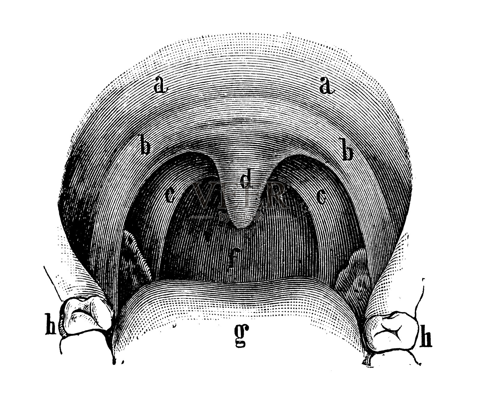 古色古香的医学科学插画高分辨率:嘴巴插画图片素材