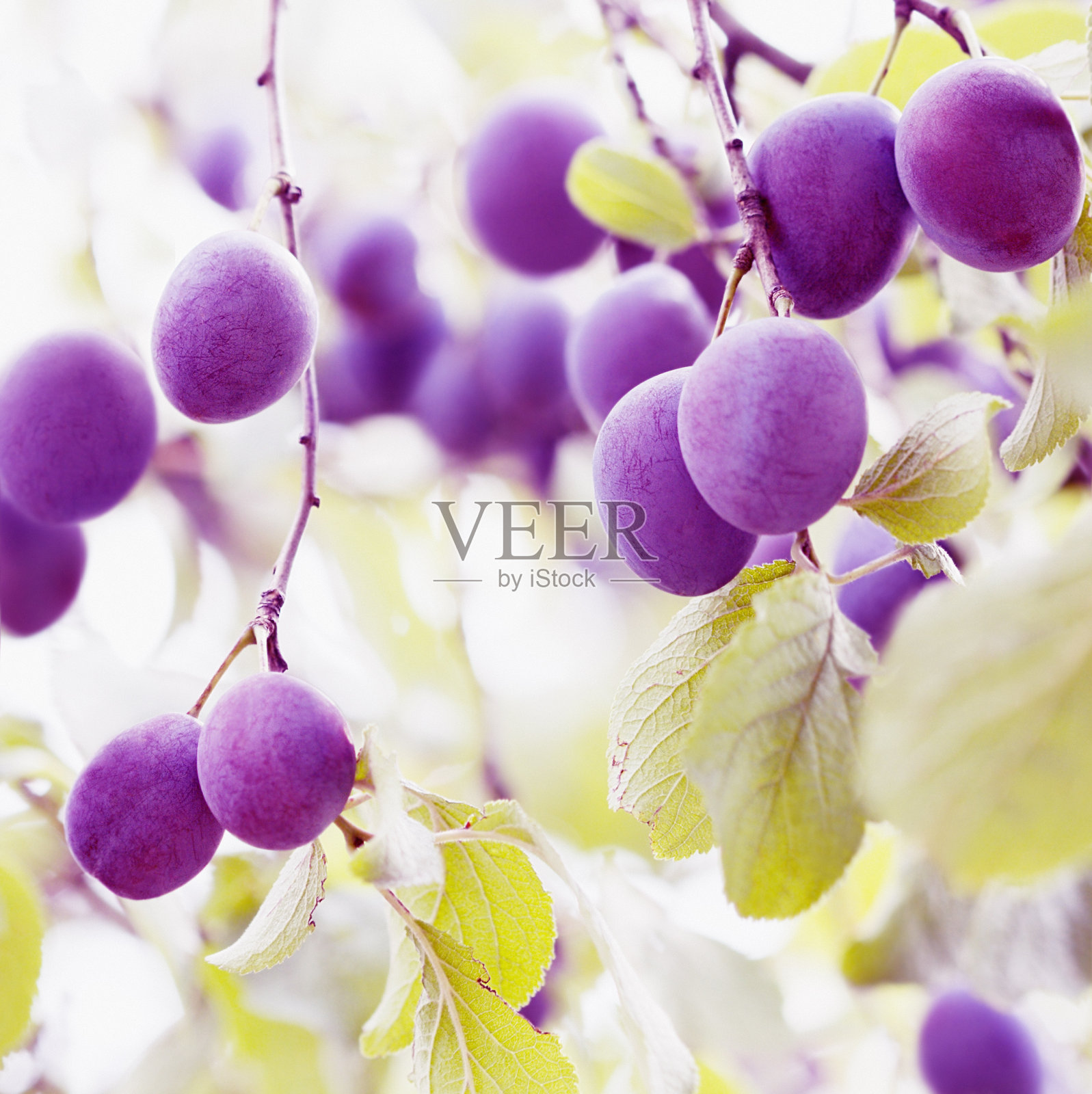 李子挂在树上照片摄影图片