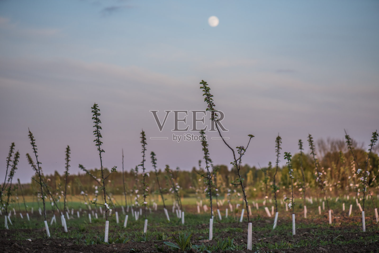 傍晚的小果园照片摄影图片