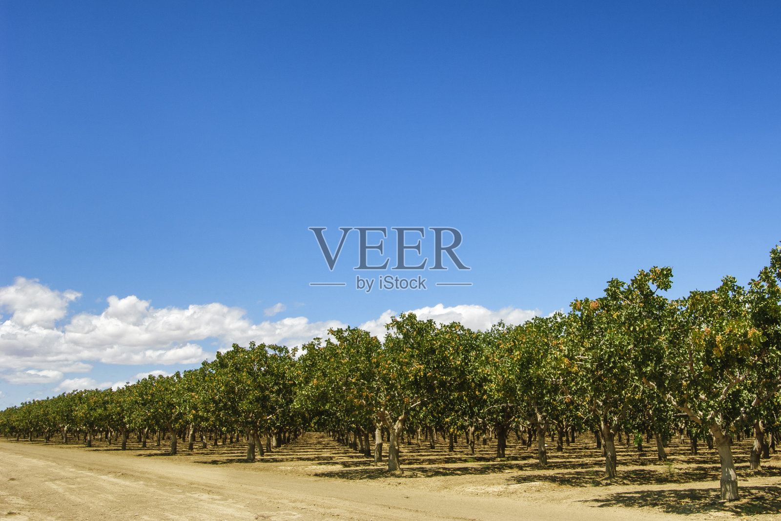 开心果果园照片摄影图片