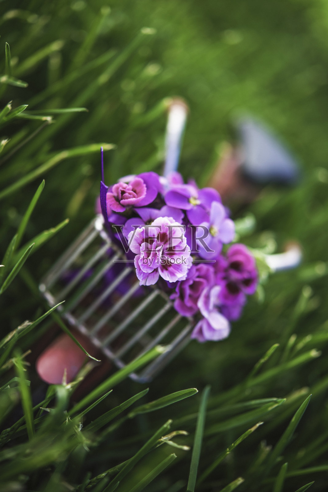 自行车在草与康乃馨和忘记我不是花照片摄影图片