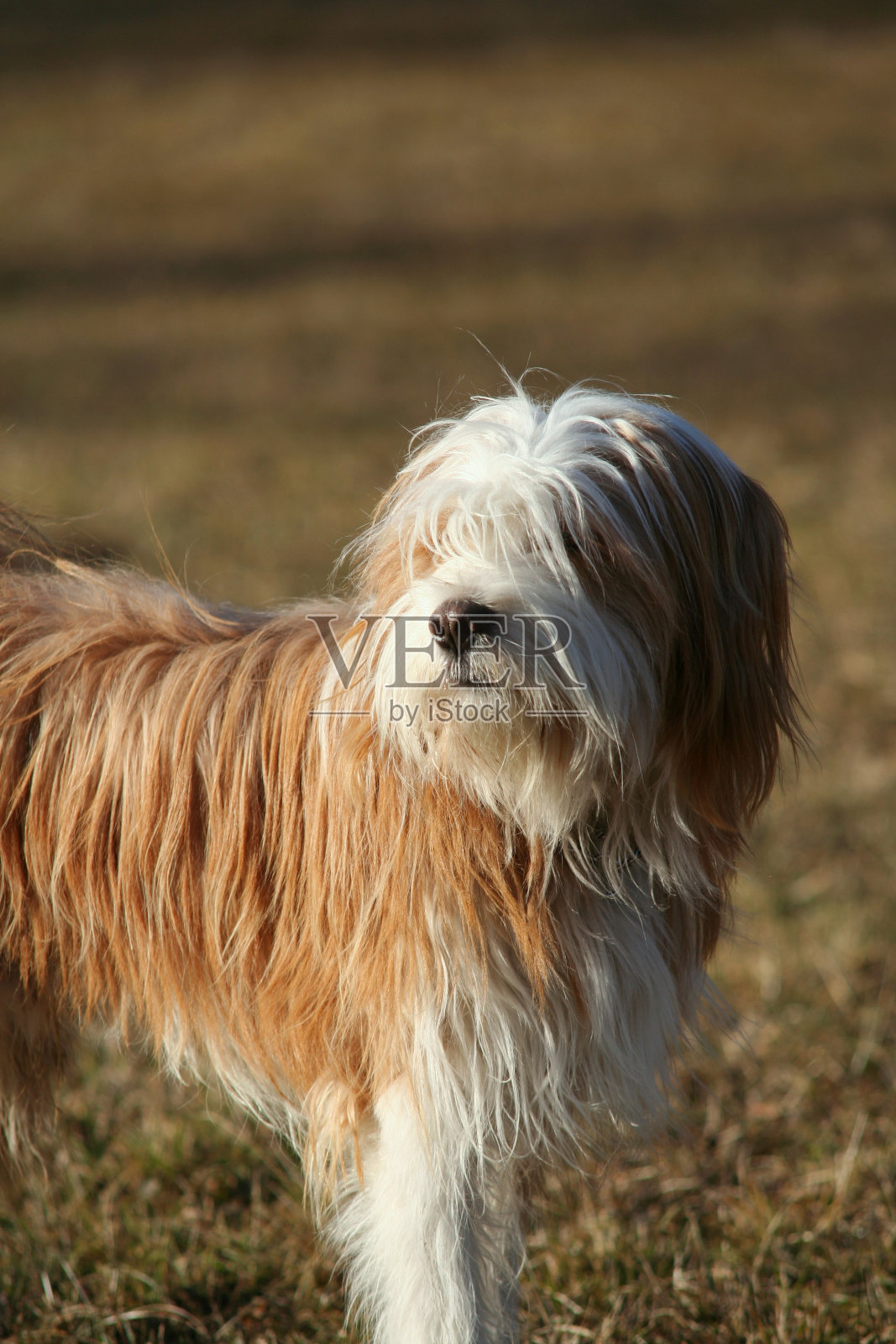 一只藏犬盯着左边照片摄影图片