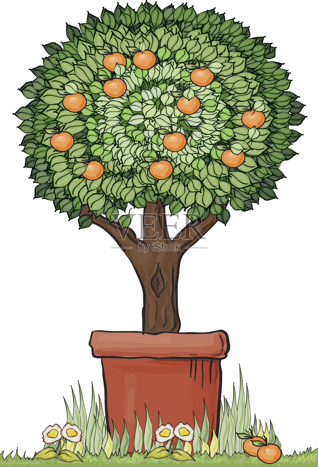 盆栽橙子树插画图片素材