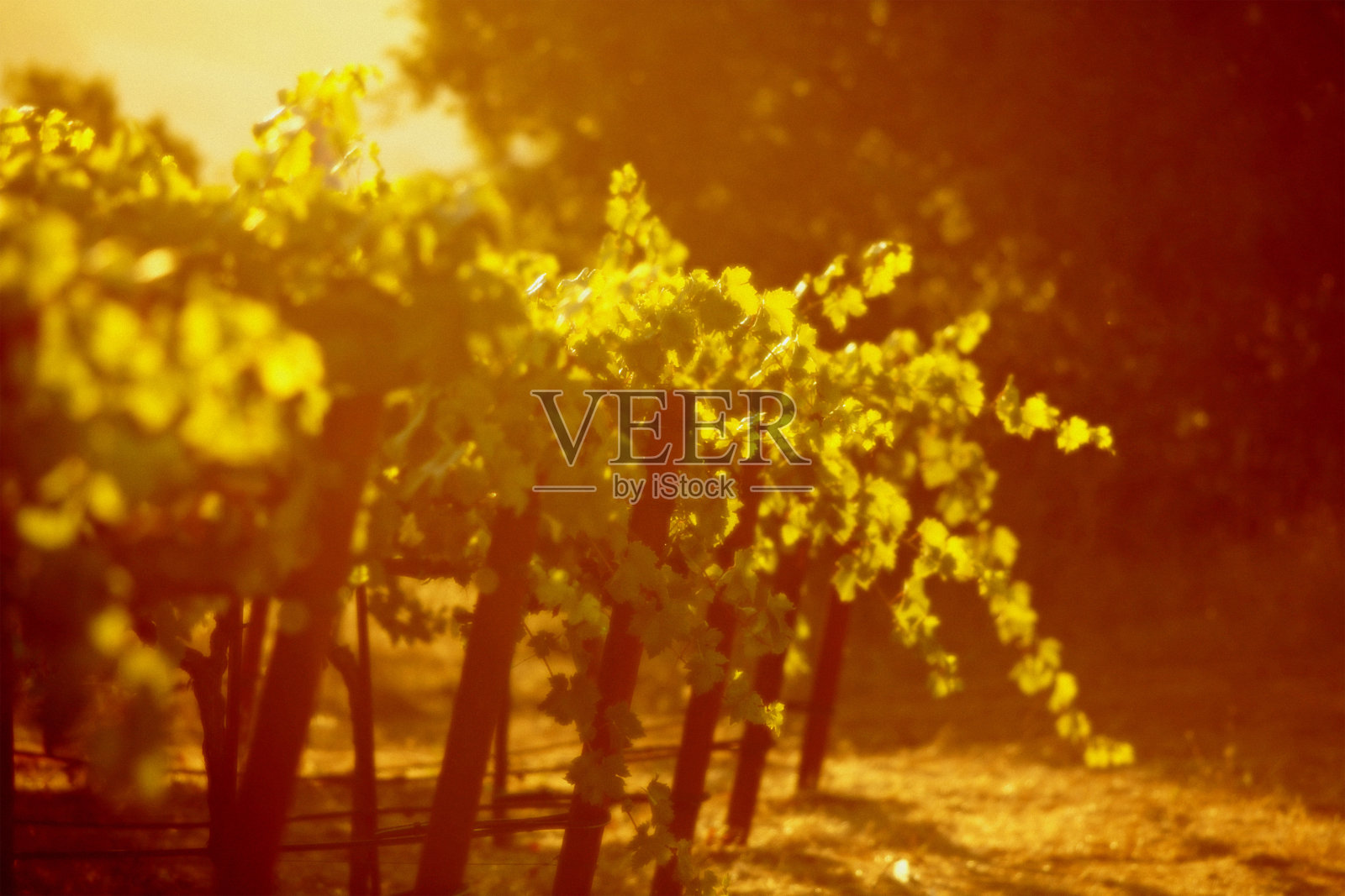 日出葡萄园照片摄影图片