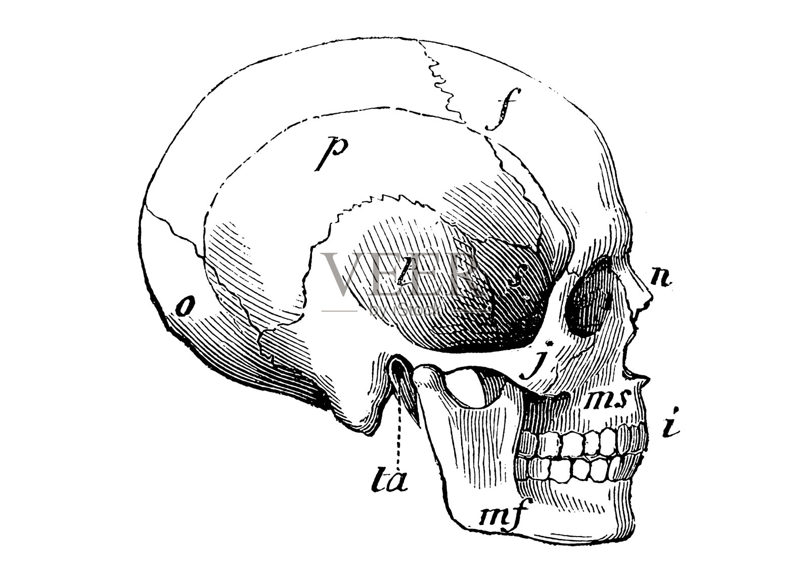 头骨插画图片素材