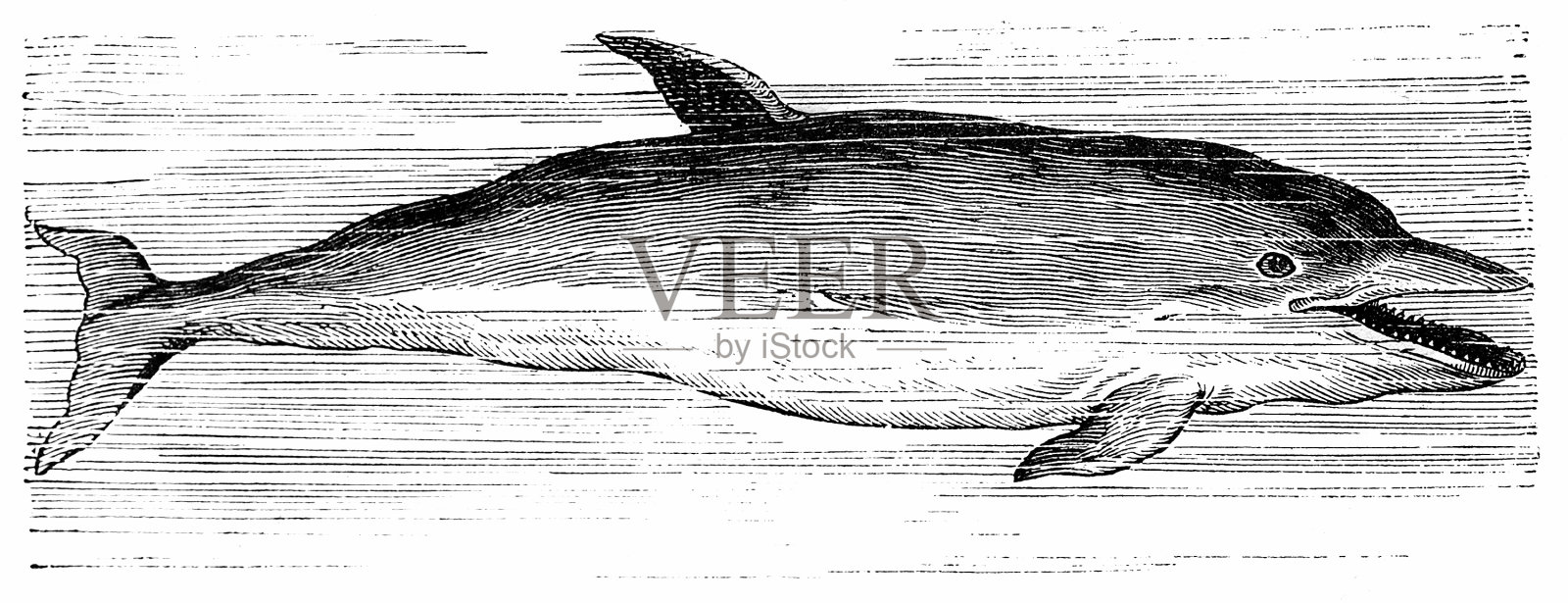 普通海豚(海豚)设计元素图片