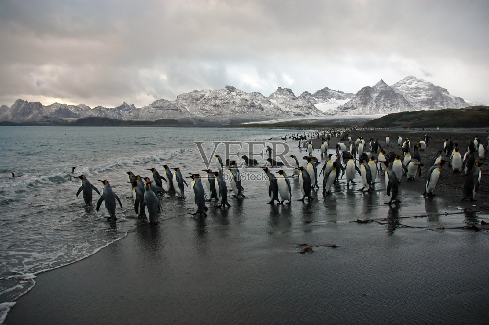 王企鹅照片摄影图片