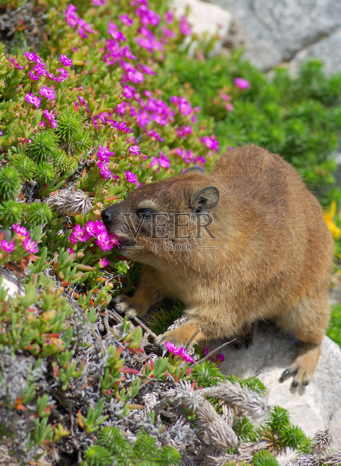 岩石达西 （普罗瓦维亚卡彭西斯）照片摄影图片