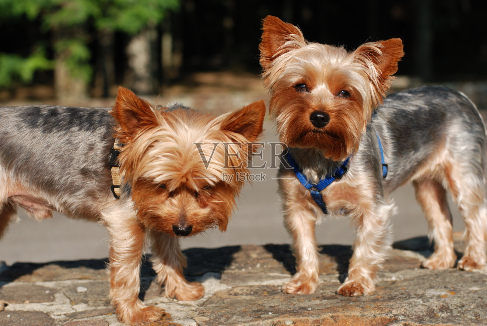 石墙上的两只约克郡犬照片摄影图片